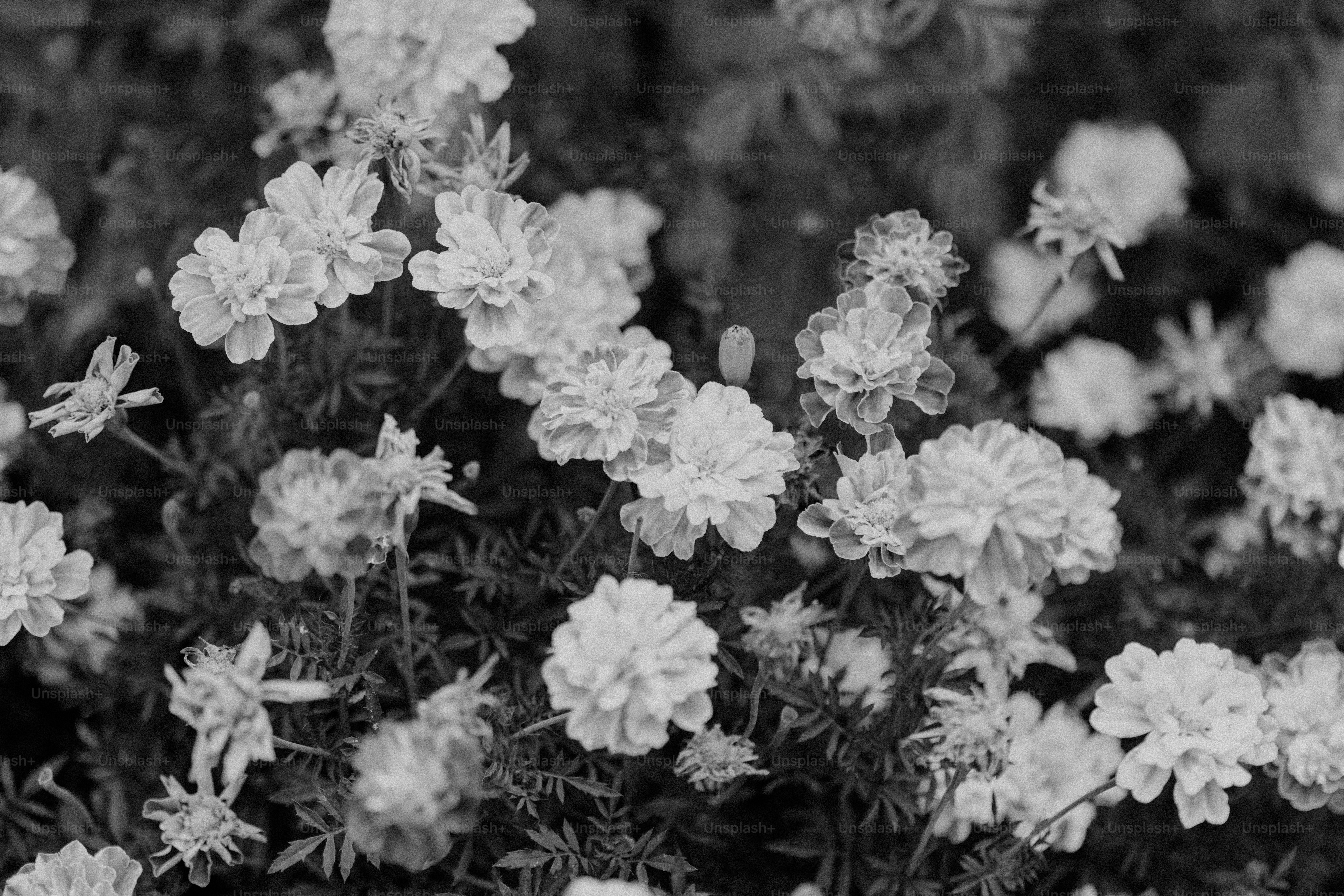 Un dessin d'un bouquet de fleurs dans un champ photo – Image gratuite de  Fleur sur Unsplash, image size:3000x2001