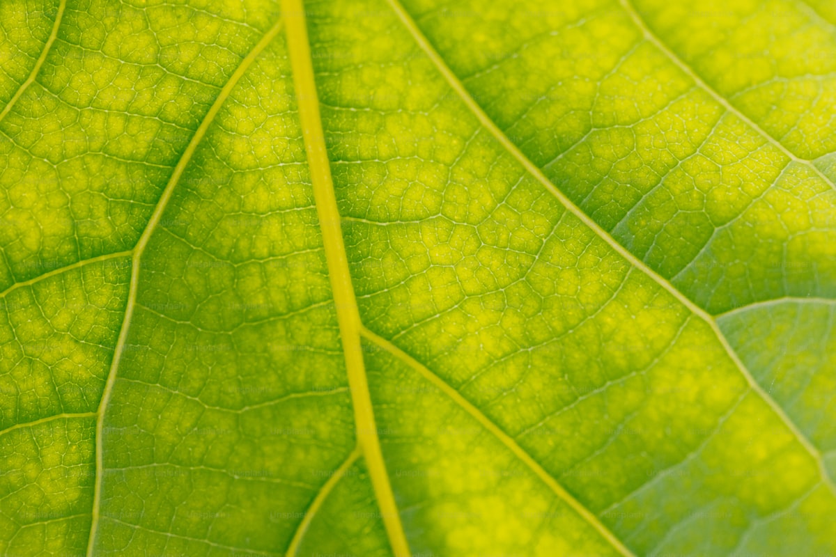 モンステラ・イエローマリリン｜Monstera 'Yellow Marilyn' 図鑑