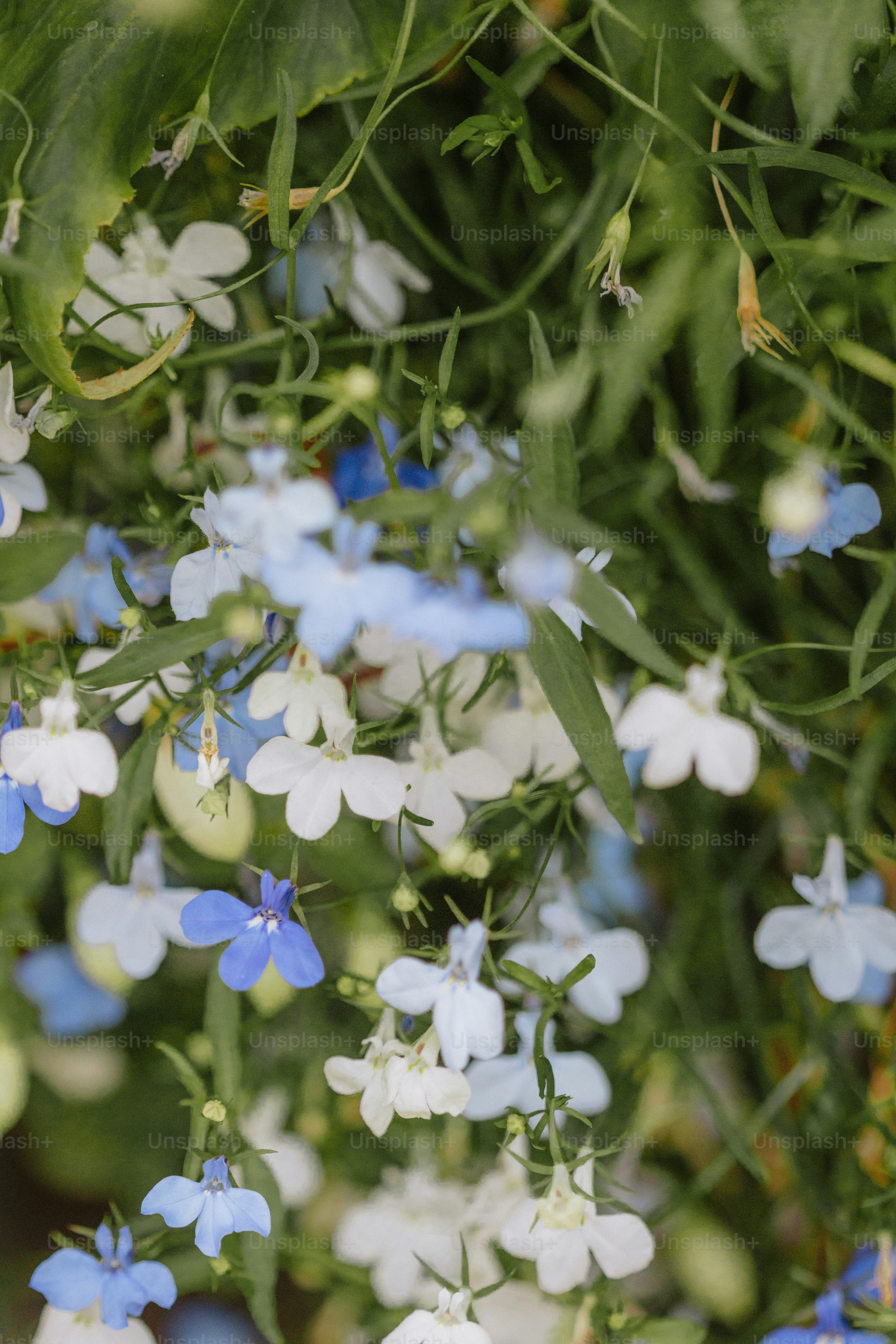 Delicadas flores de lobelia azul y blanca caen en cascada hacia abajo.