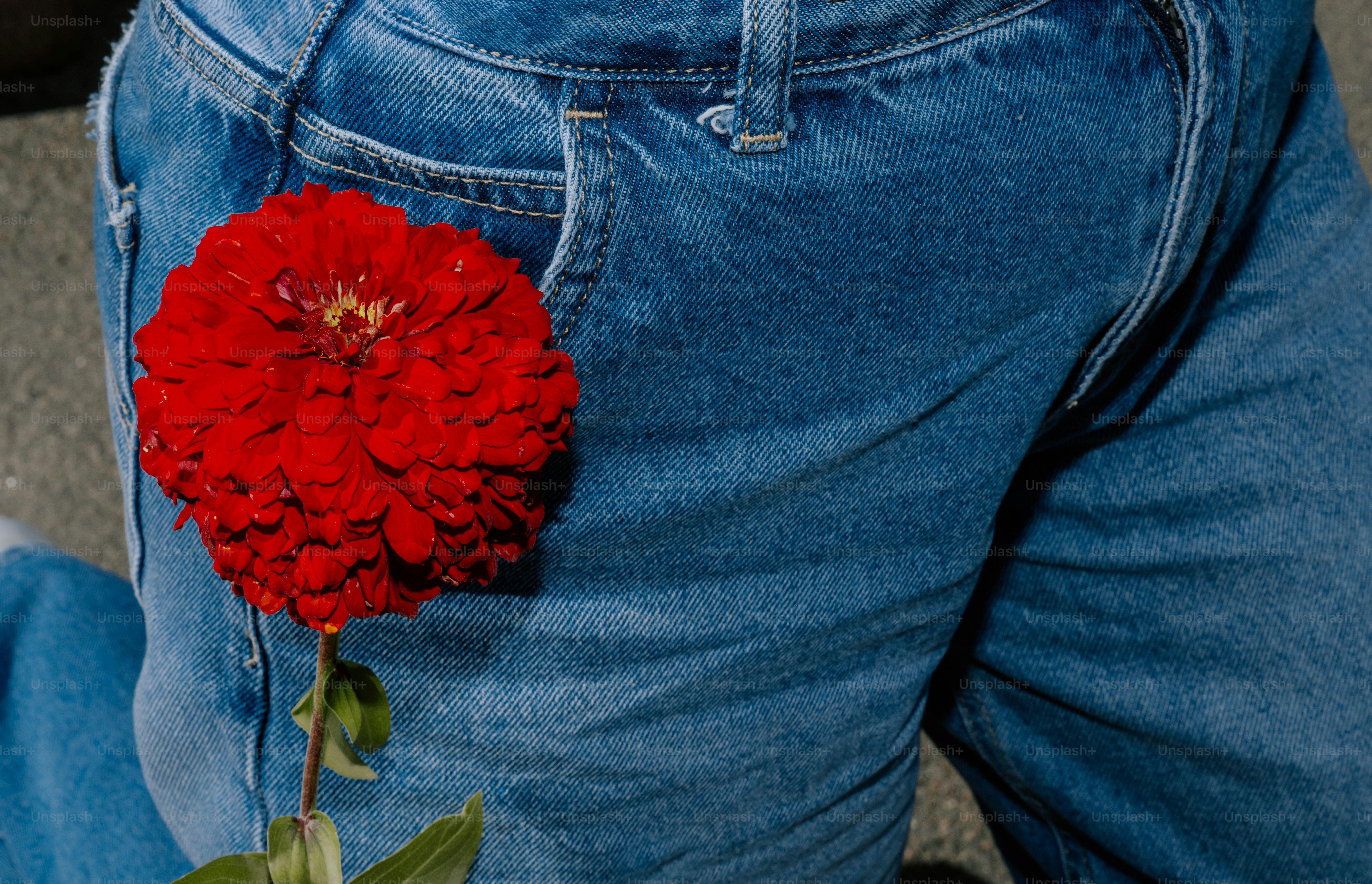 Red flower tucked into blue jeans pocket