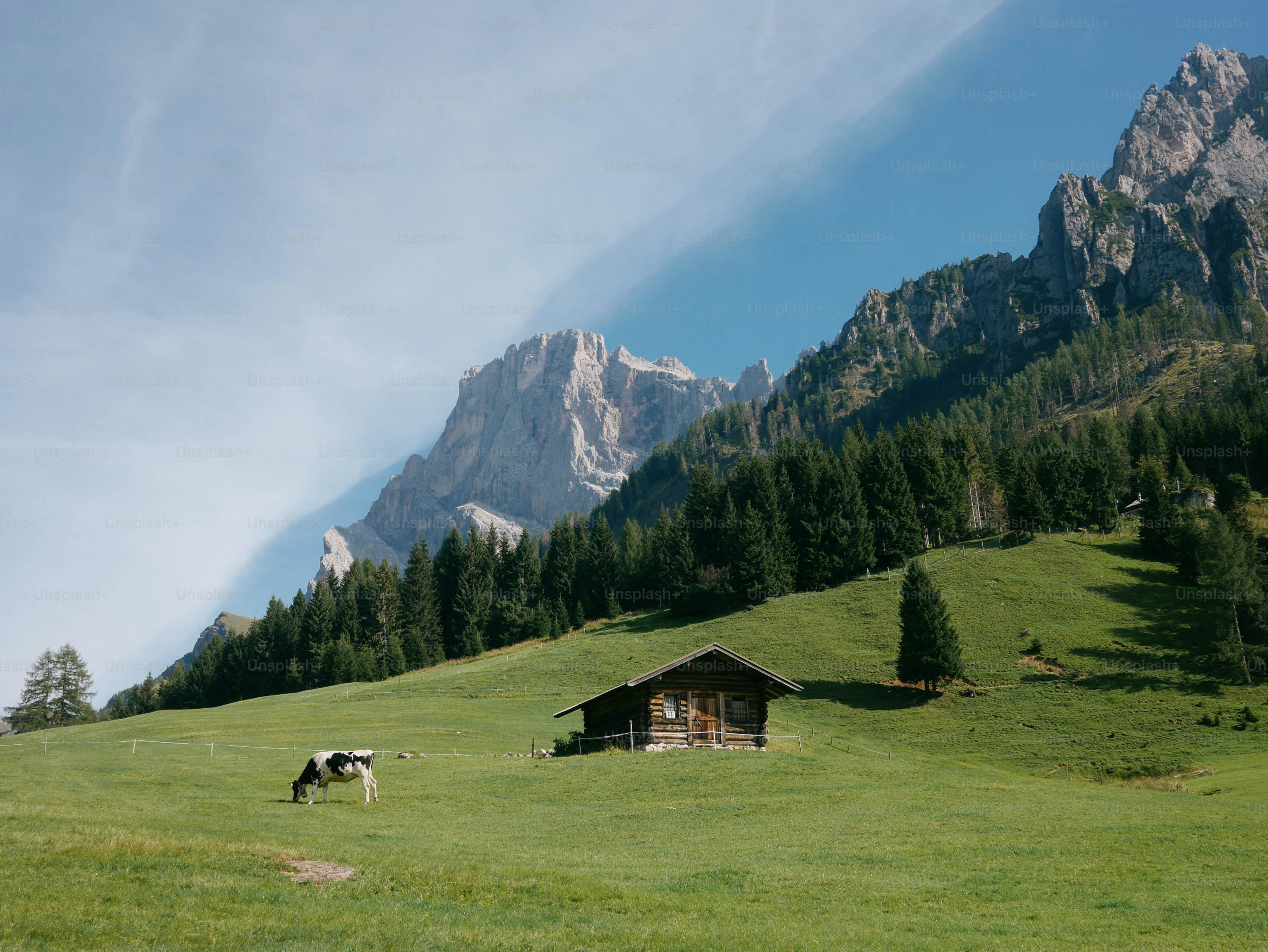 A cow grazes near a cabin in a mountain meadow.