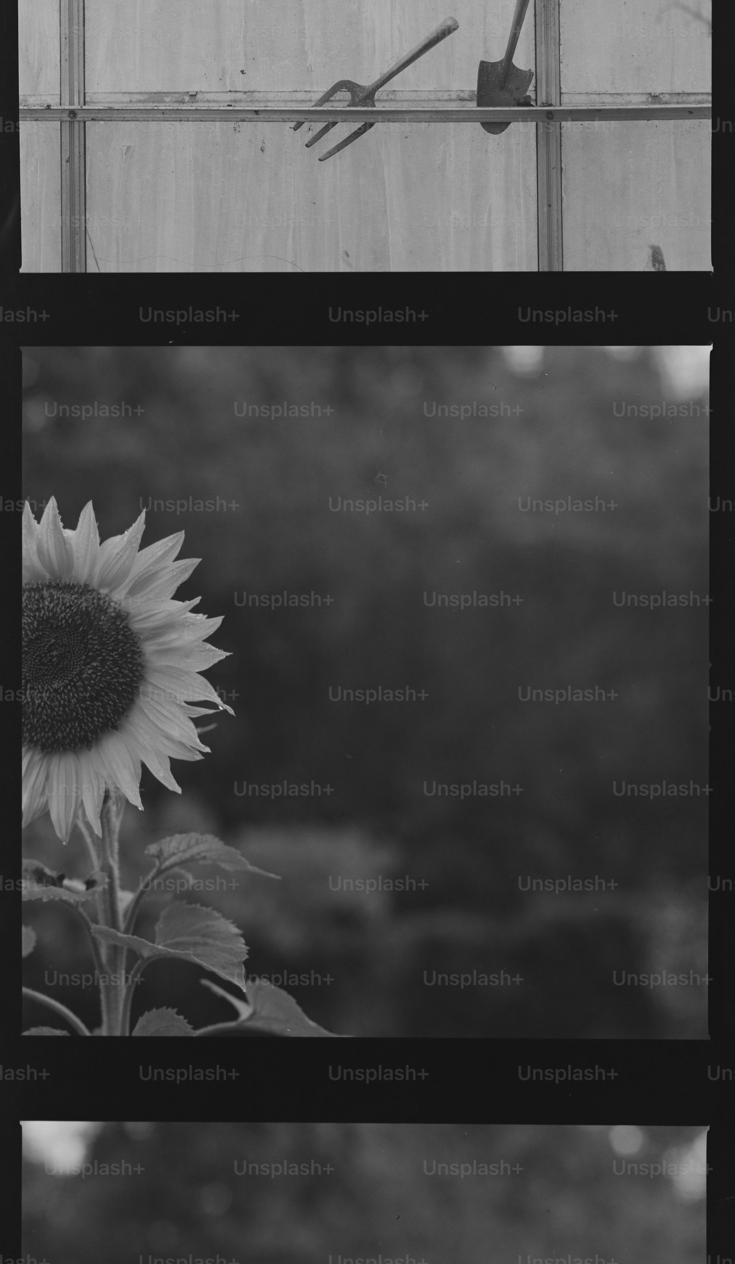 Sunflower and garden tools on a window