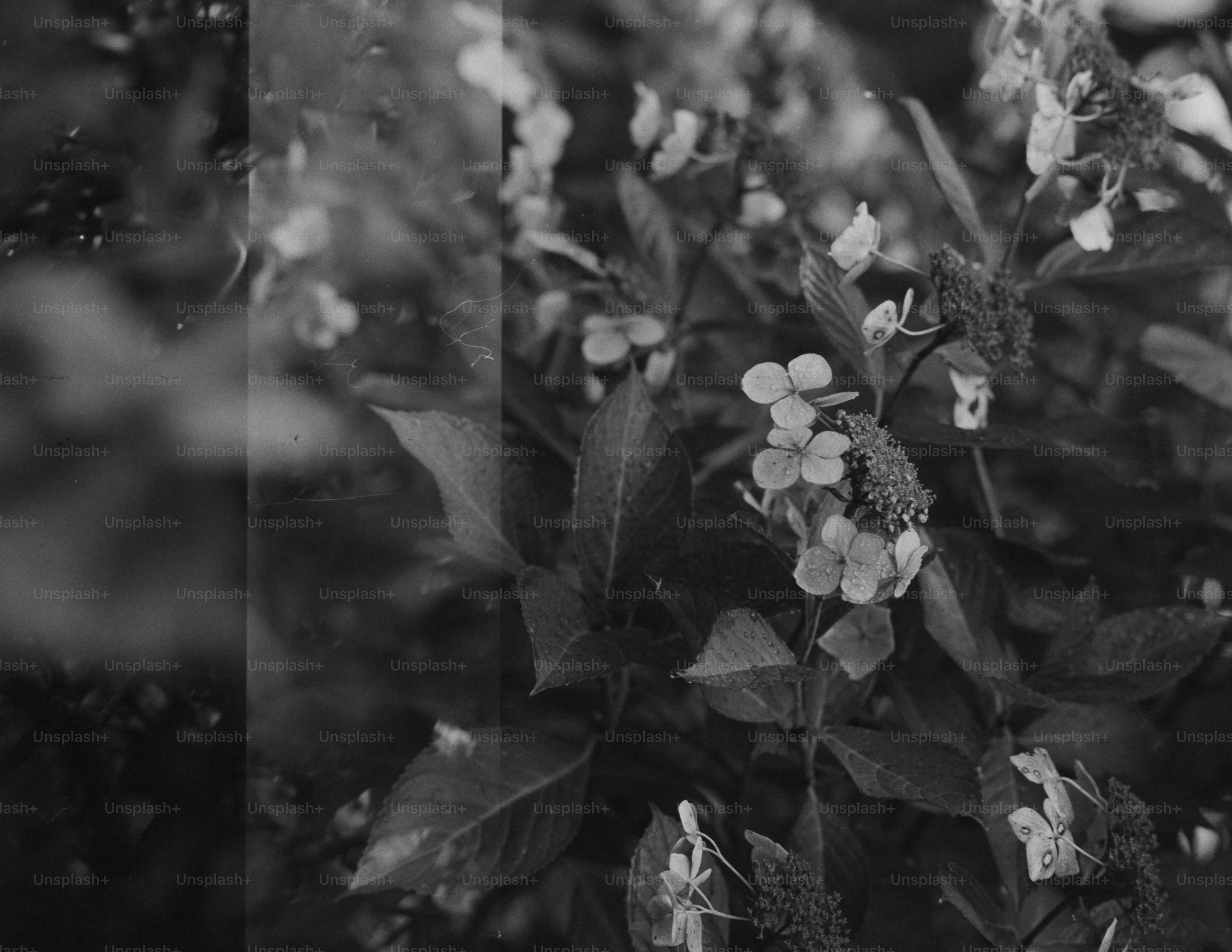 Black and white close-up of blooming flowers and leaves.