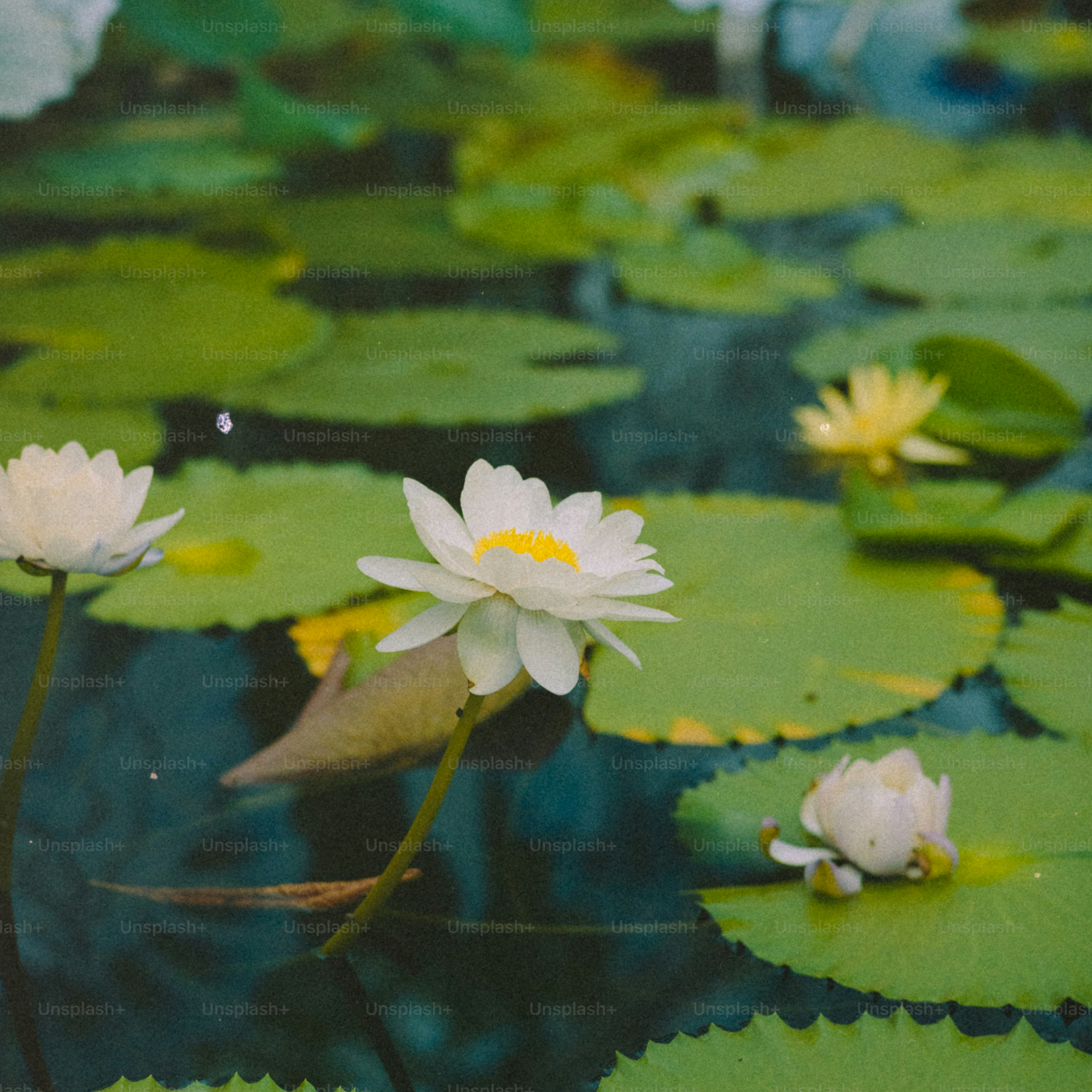 White and yellow water lilies float on a pond.