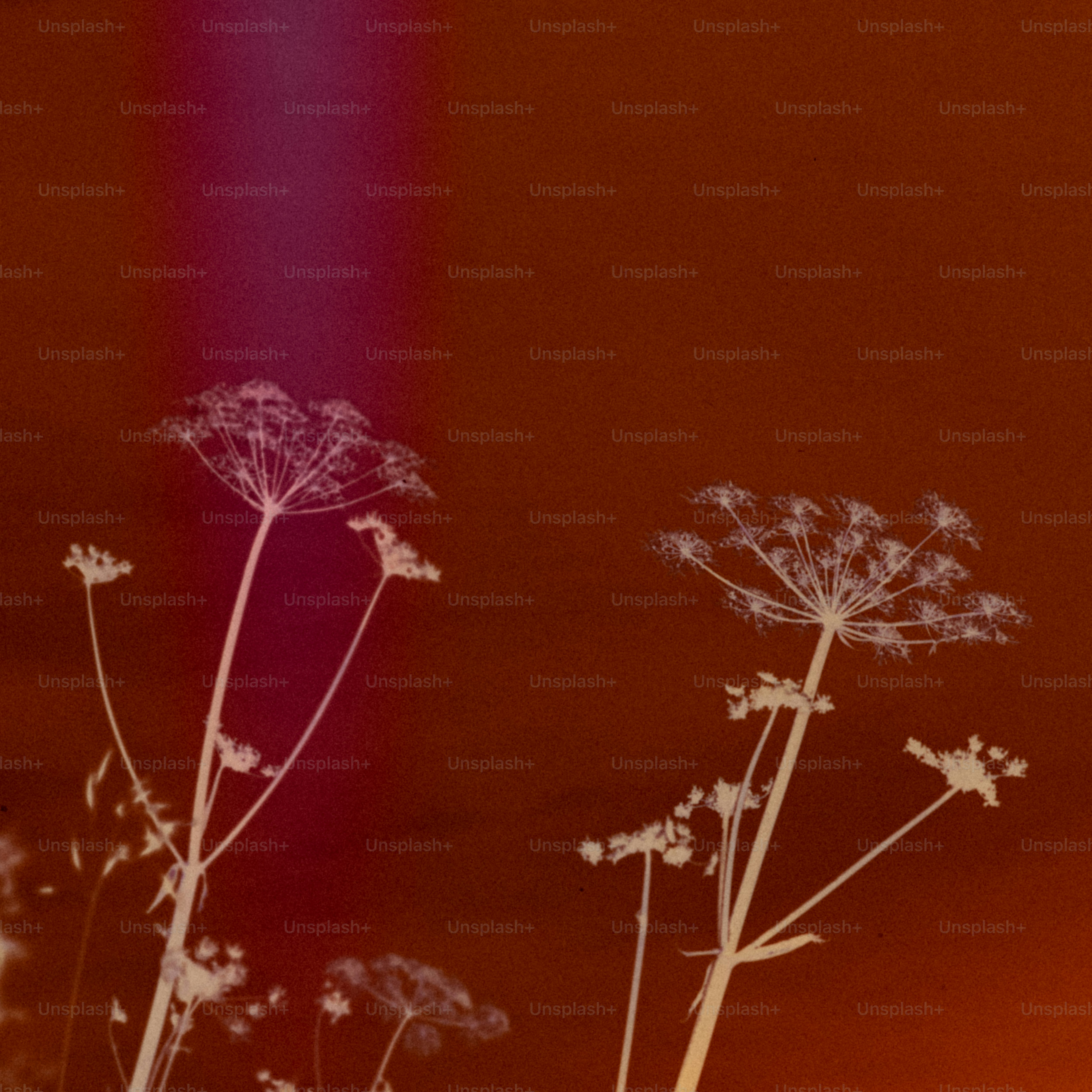 Silhouetted wildflowers against a warm, gradient background.