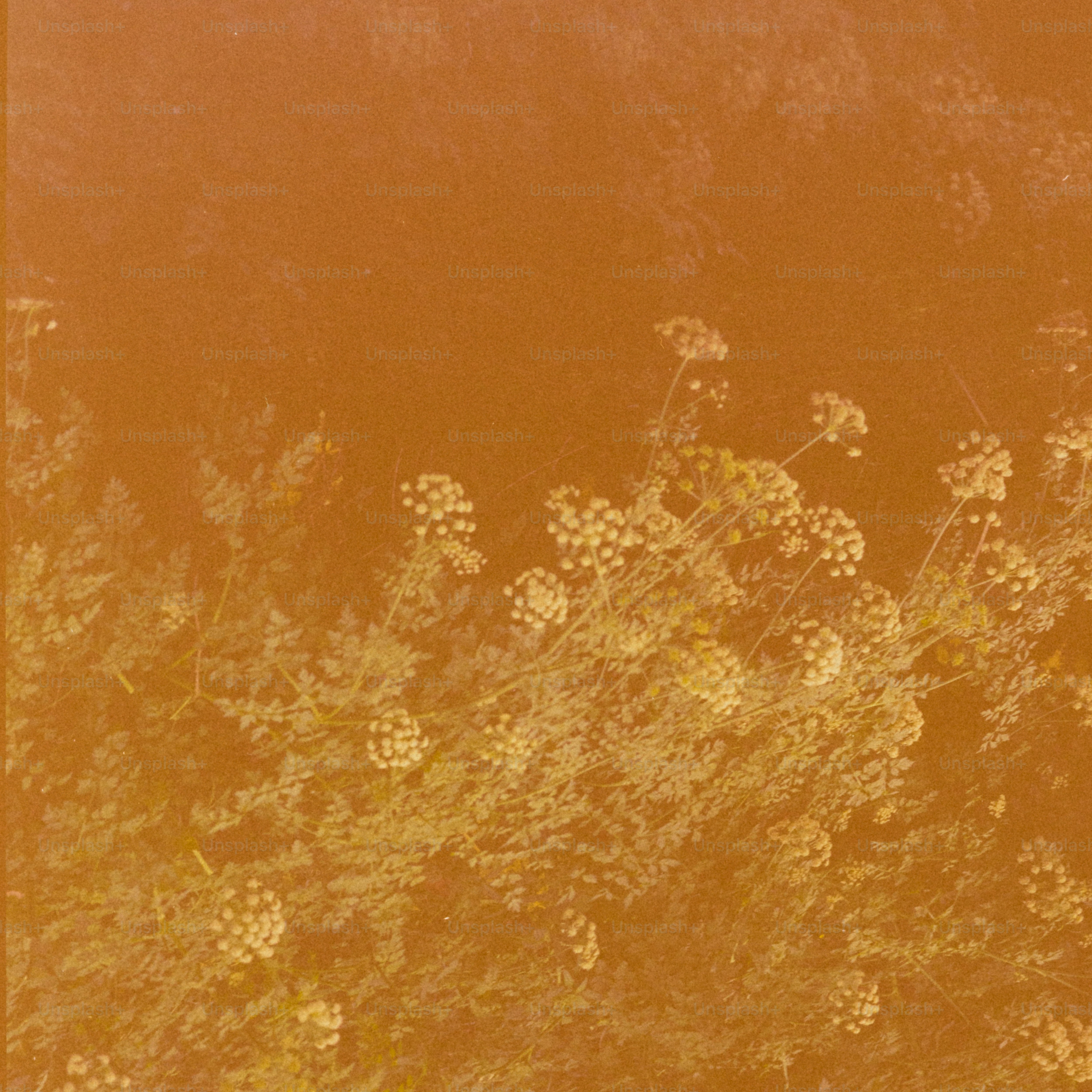 Delicate white wildflowers bloom in a field.