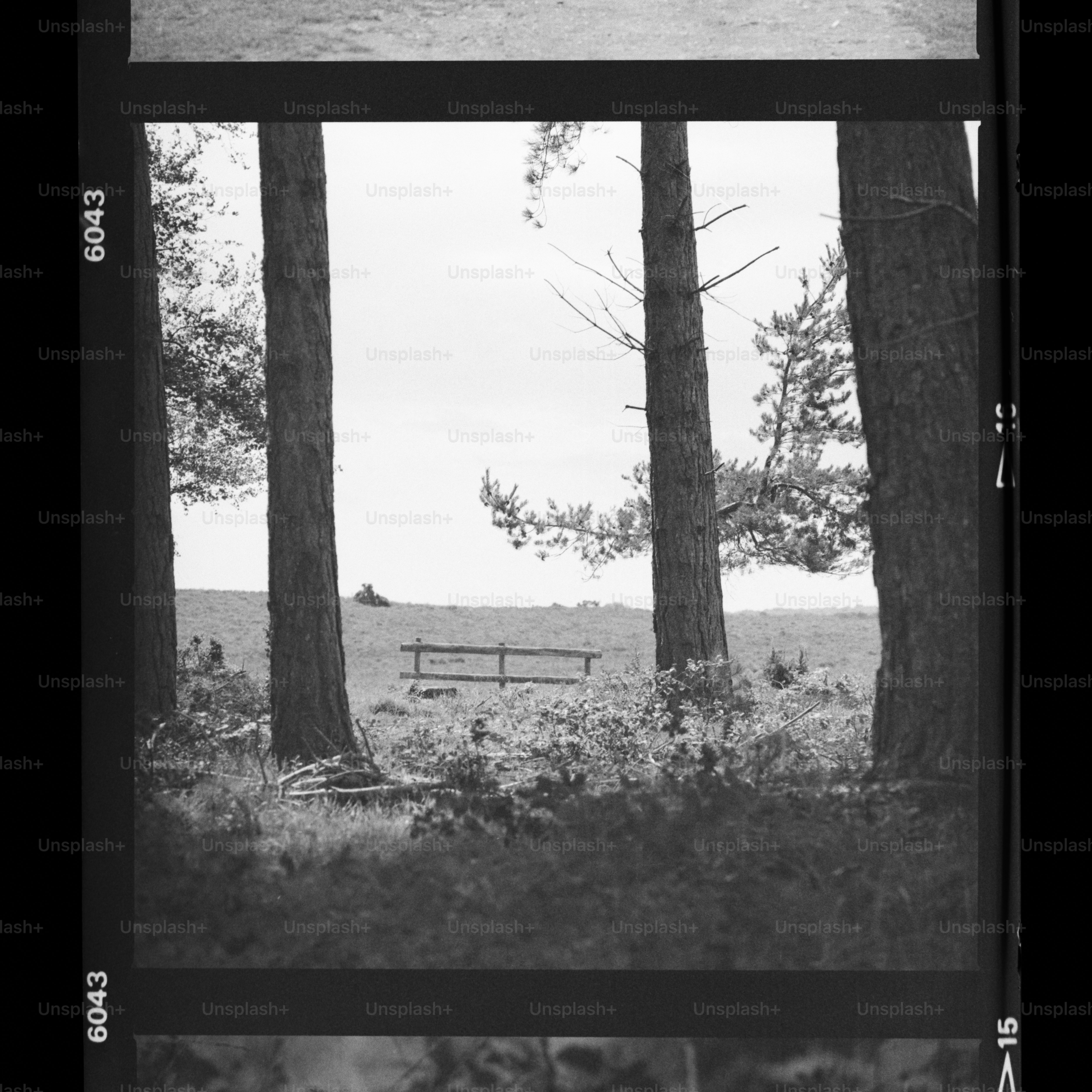 Tall trees frame a rustic wooden bench in a grassy field.