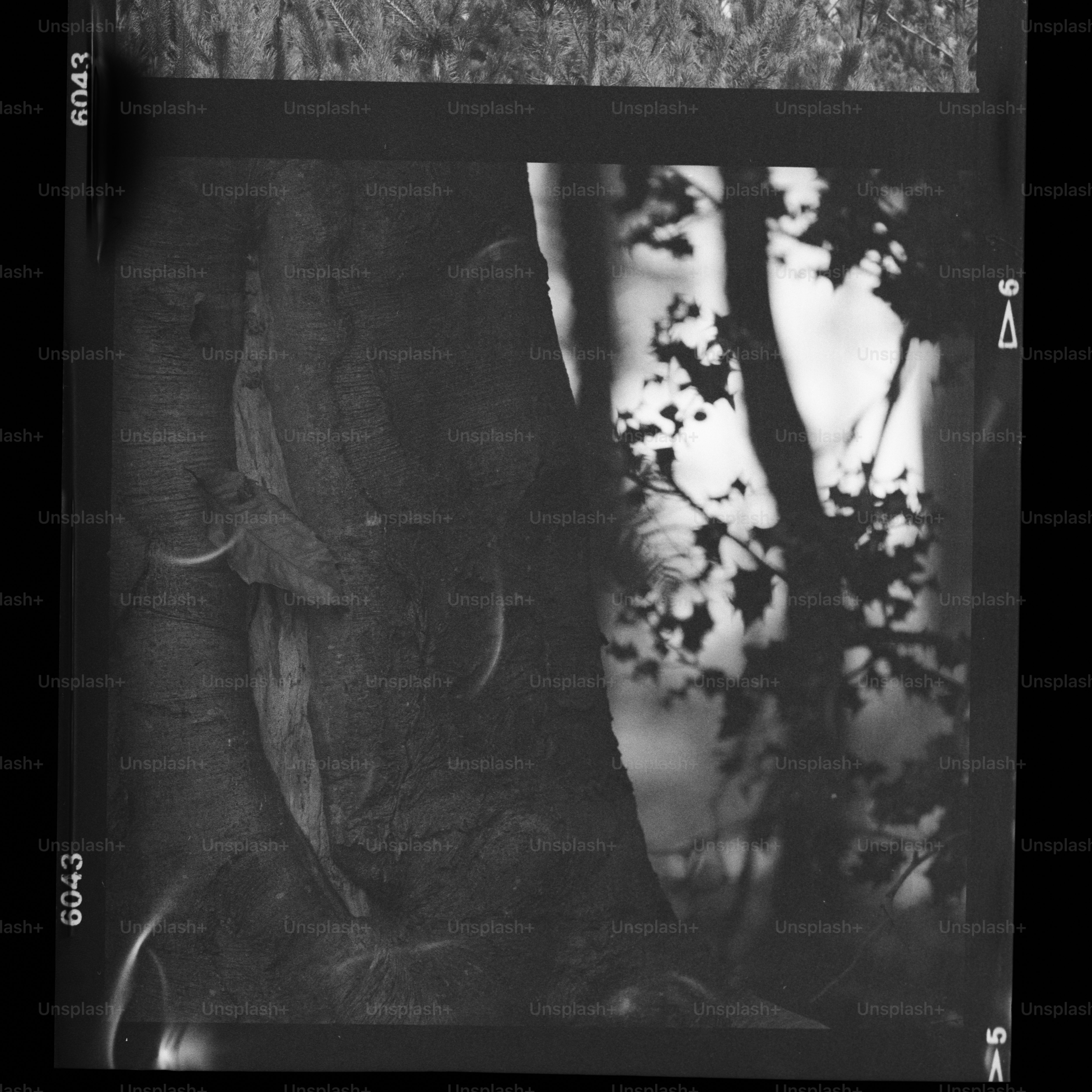 Close-up of a tree trunk with dappled sunlight.