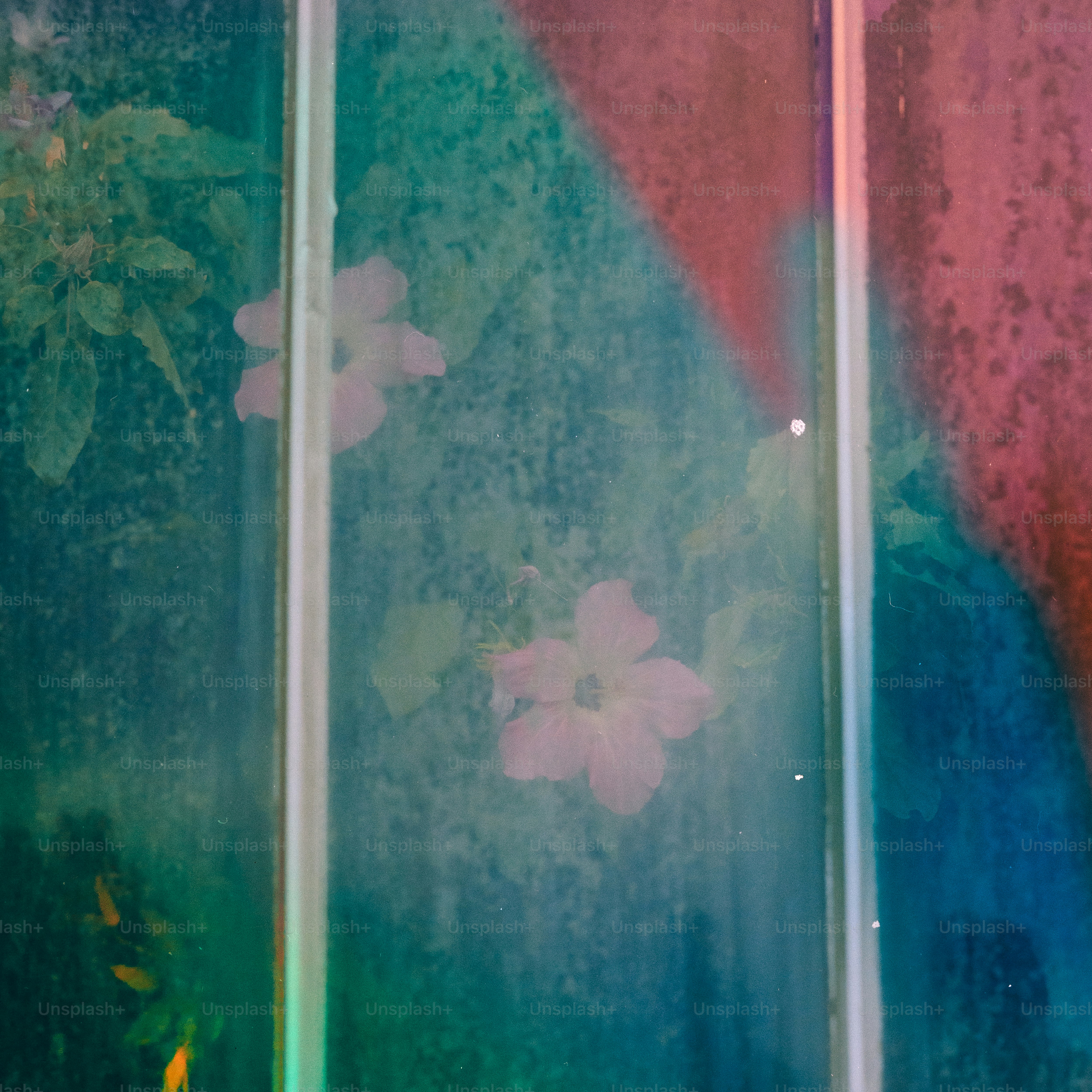 Pink flowers bloom behind a dirty window pane.