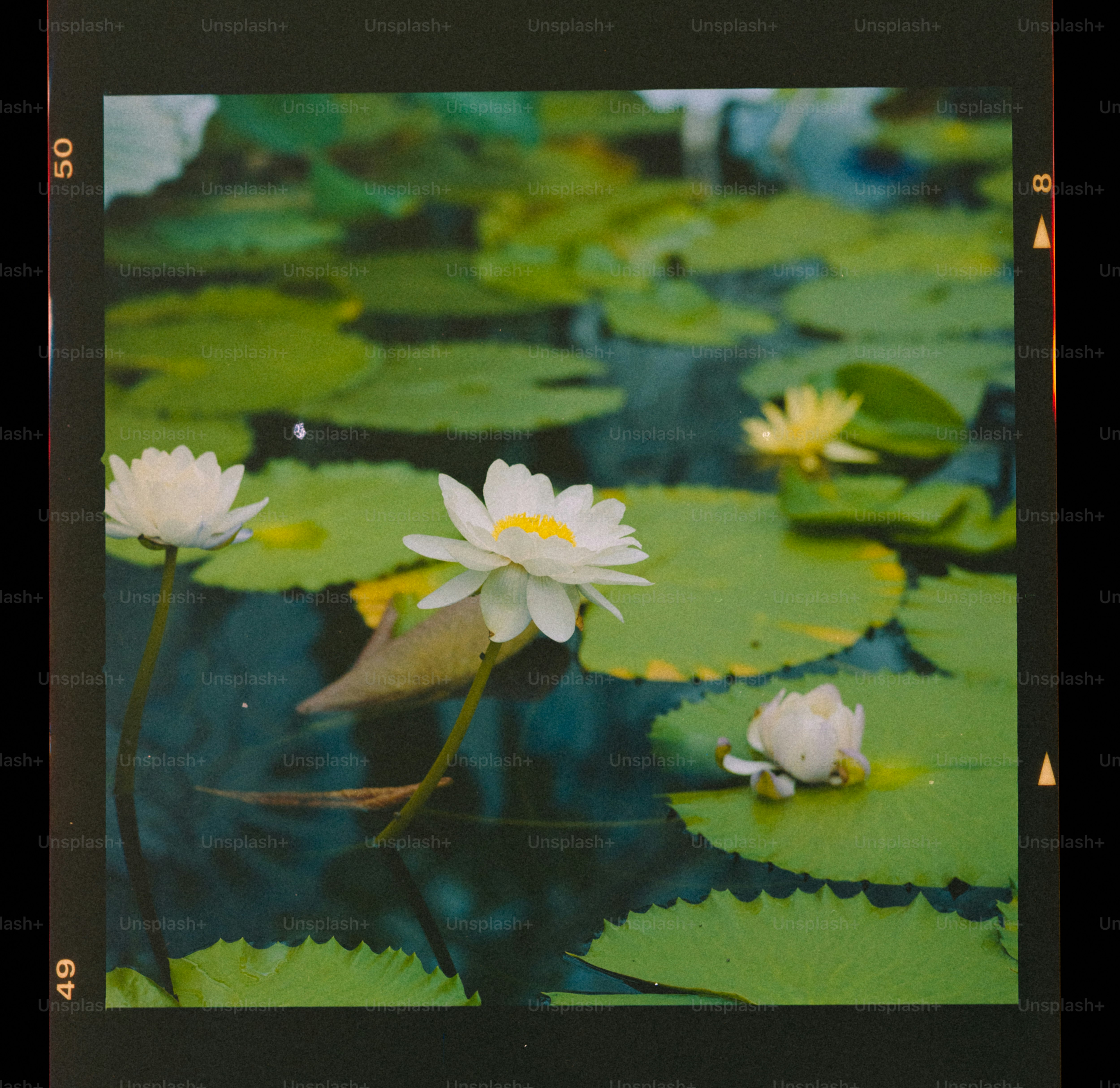White water lilies bloom on a pond