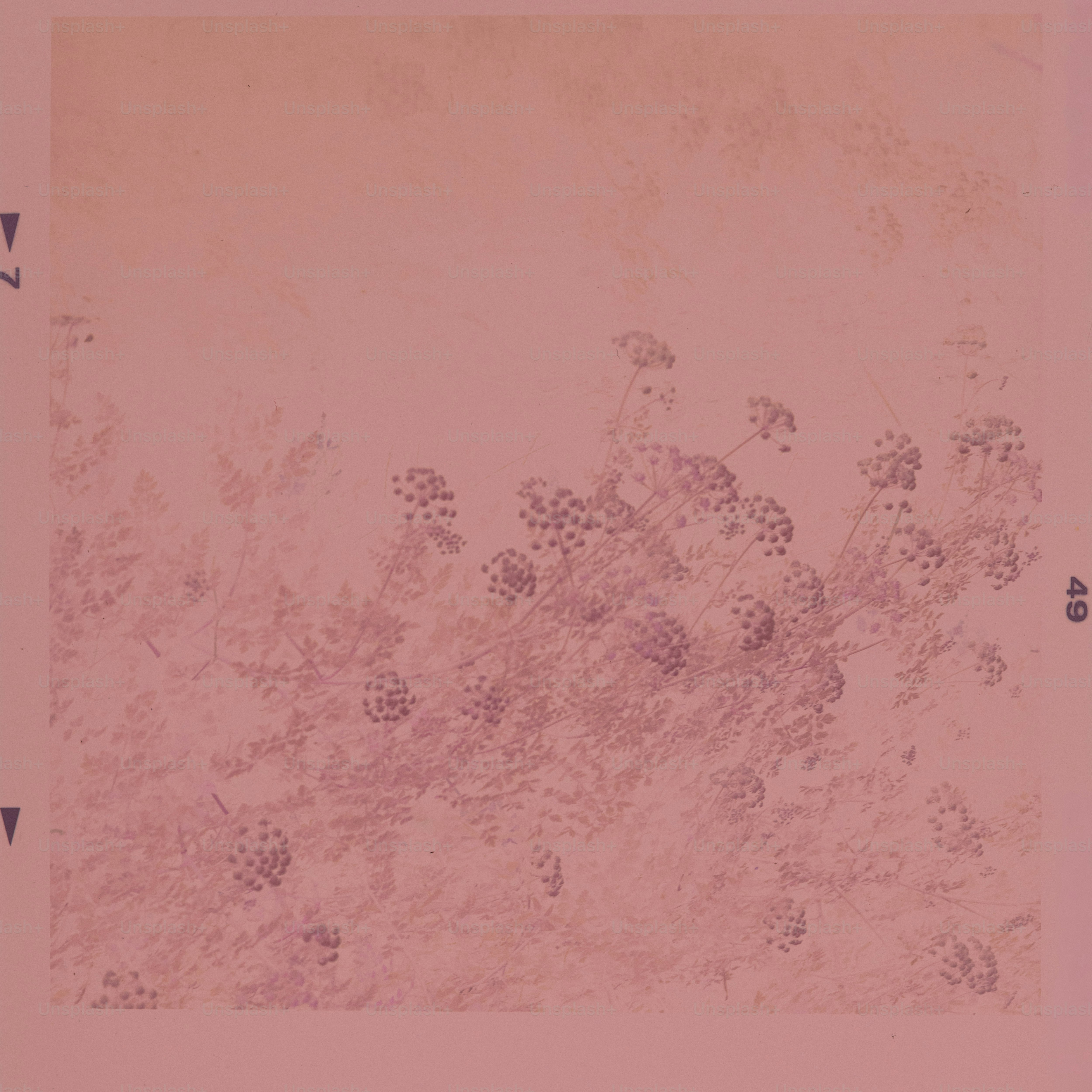 Close-up of delicate purple flowers against pink background