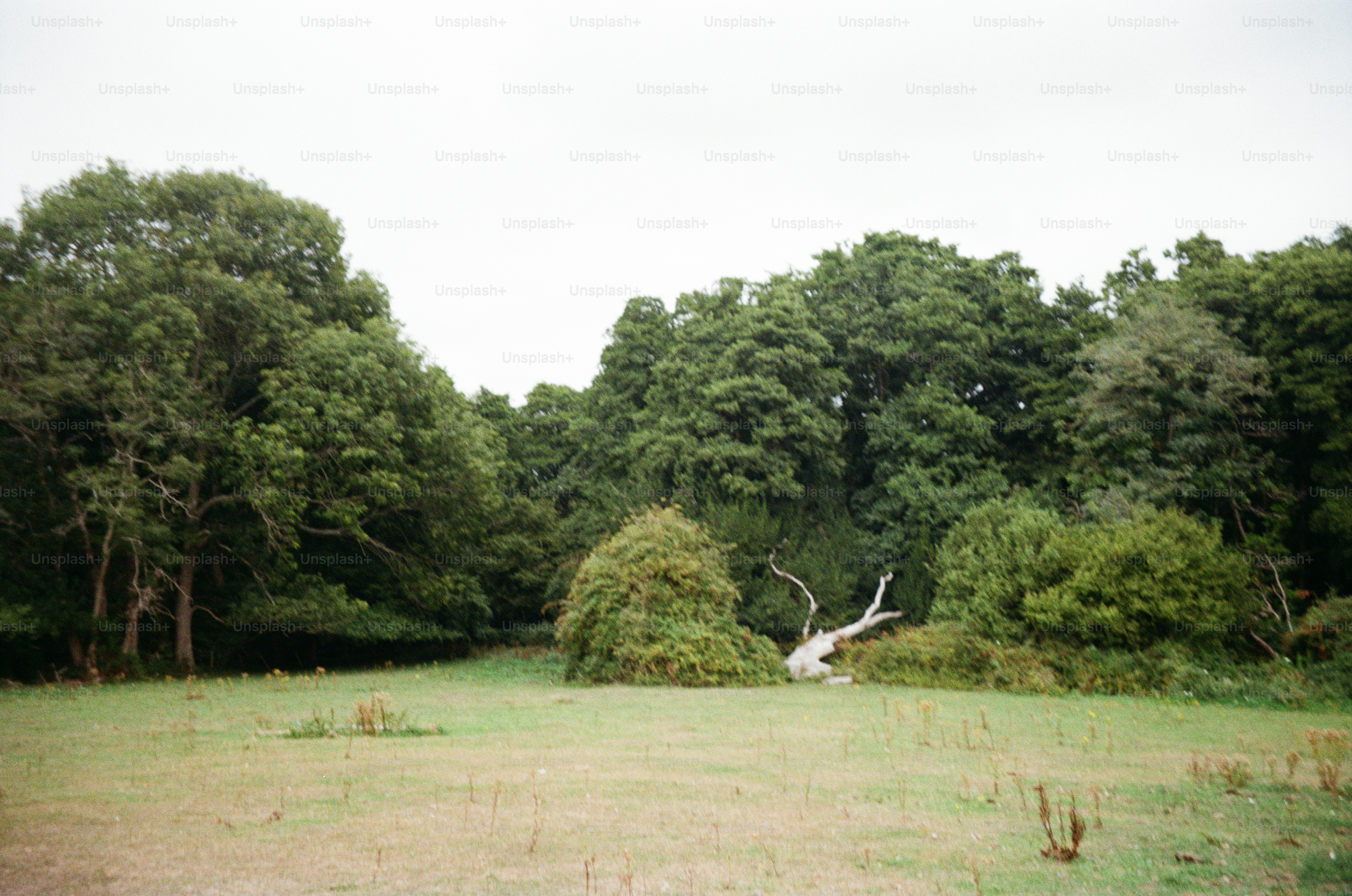 Grassy field with dense trees and fallen log. photo – Outdoors Image on ...