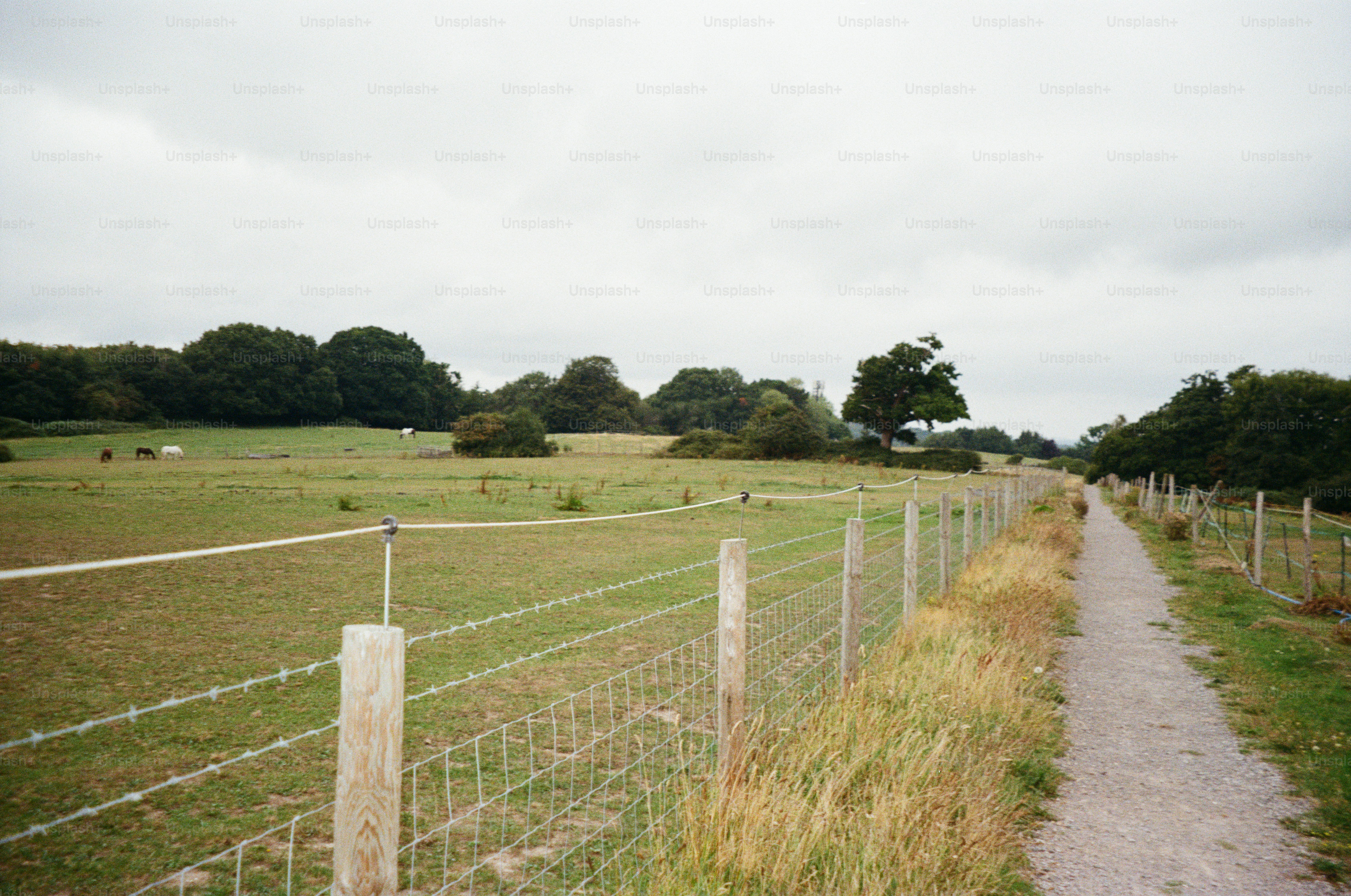Path beside a fenced field with trees and sky.
