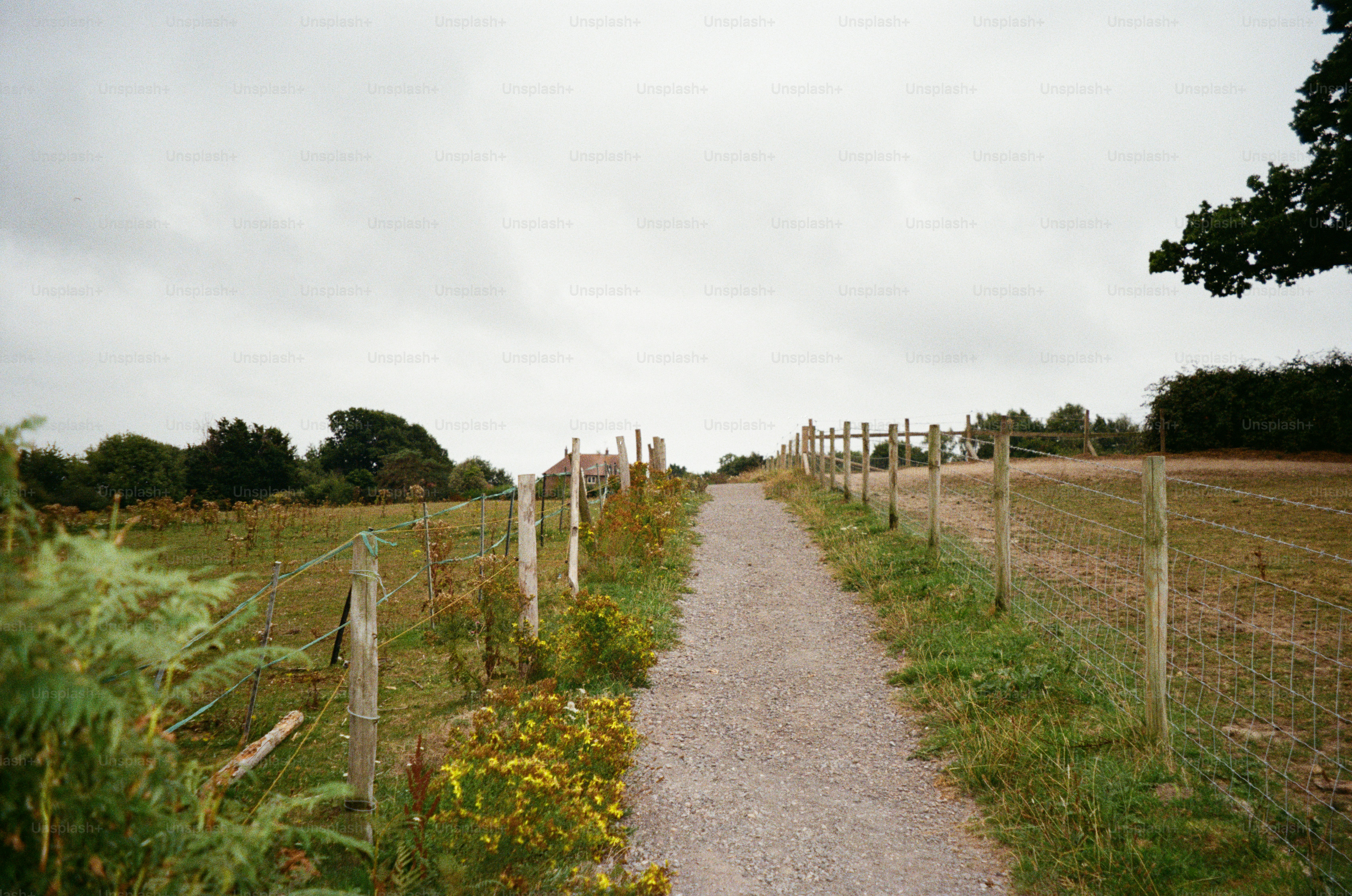 Gravel path through a grassy field with fence.