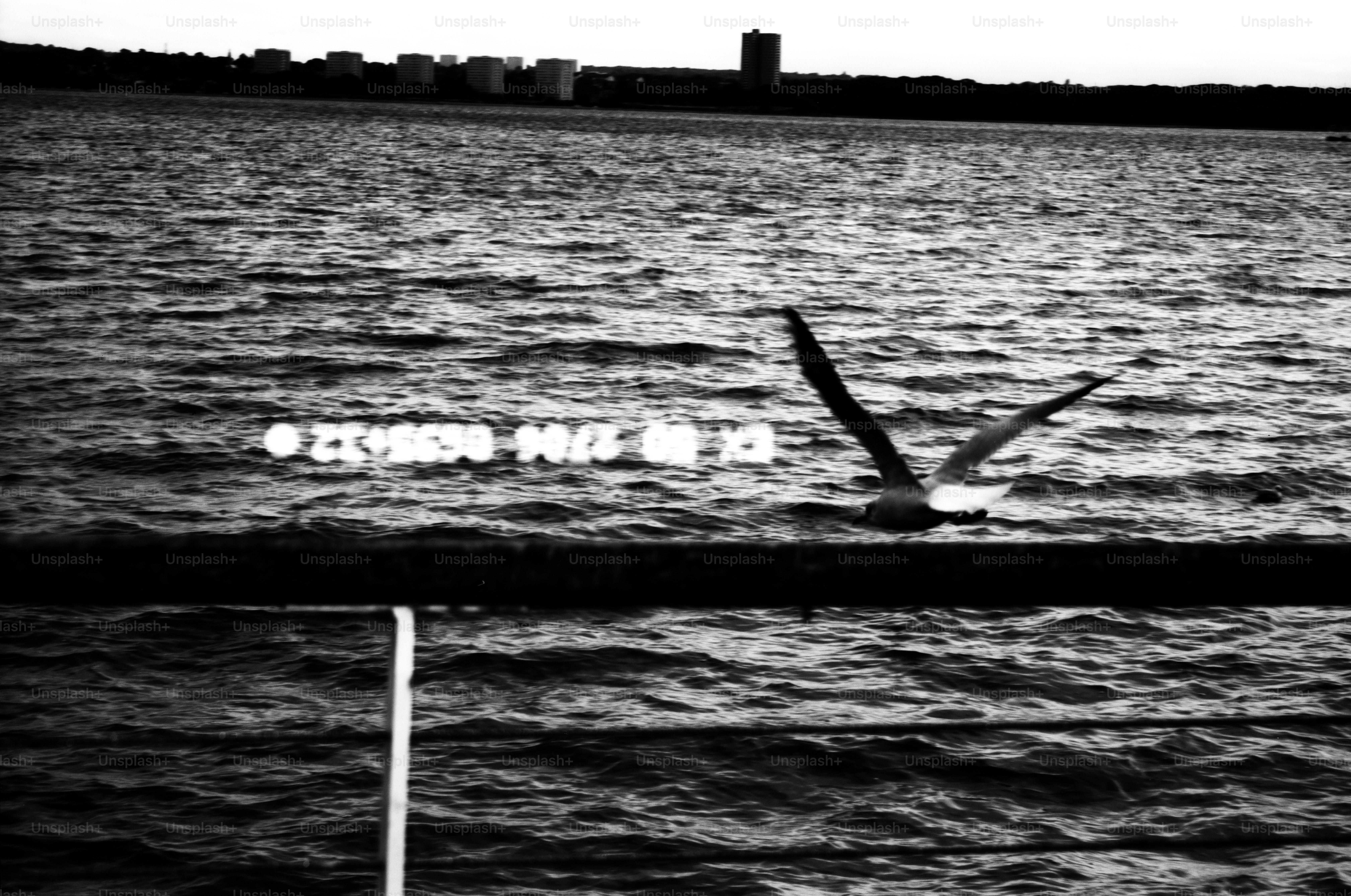 Seagull flying over the water near buildings