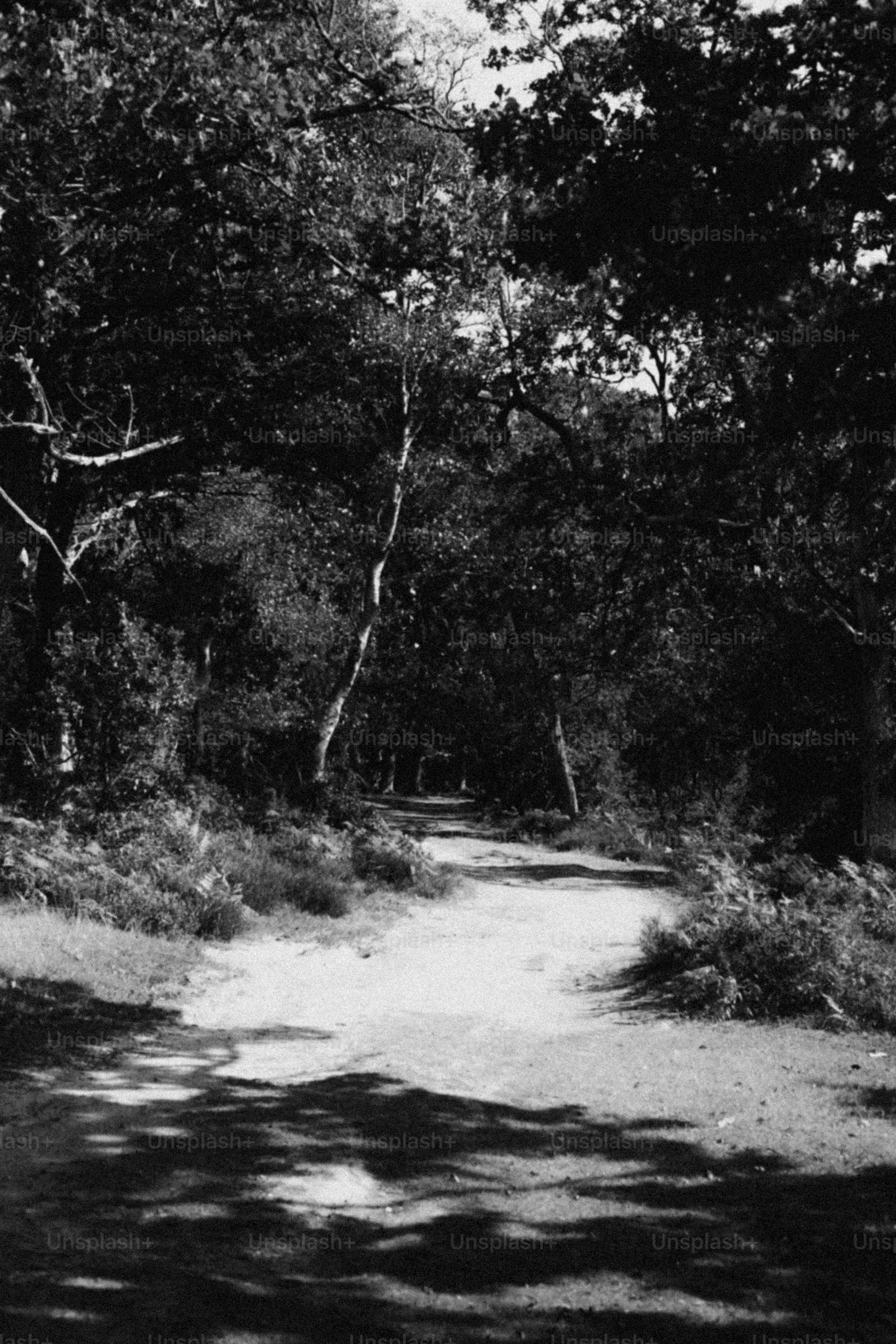 Jalan setapak melalui hutan yang dihiasi matahari