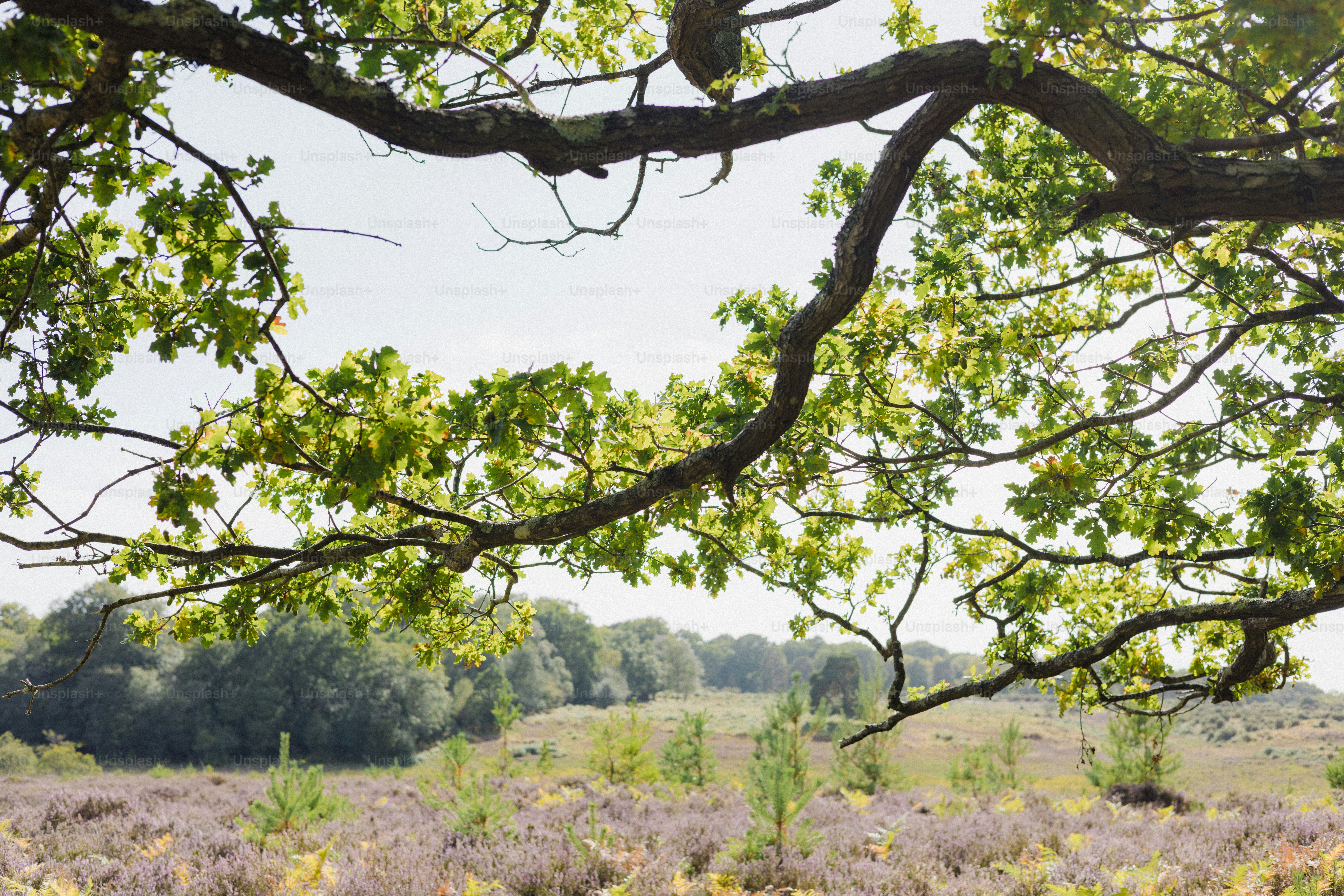 Grüne Eichenzweige rahmen ein Feld mit violetten Blüten ein