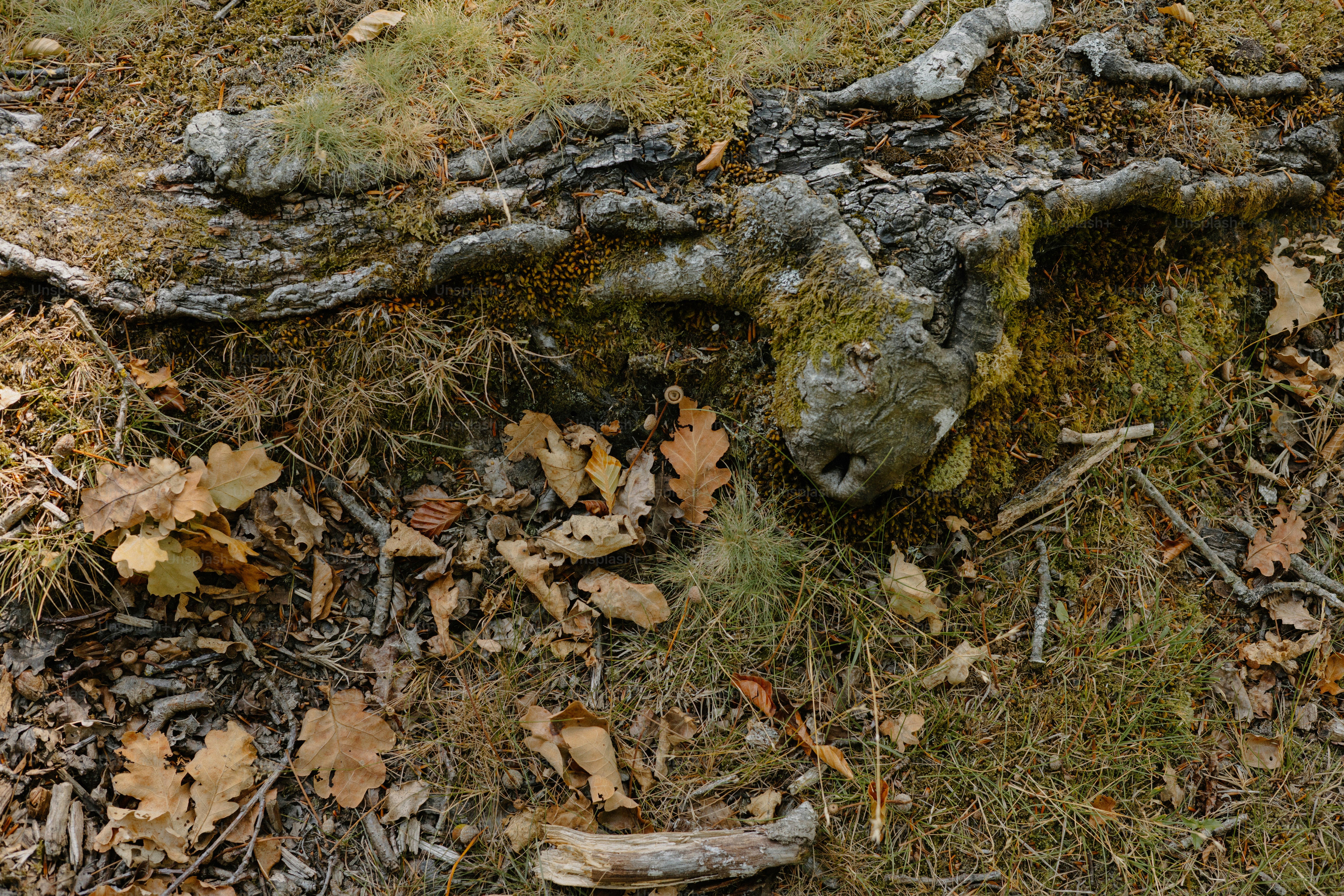 Tree roots resembling a skull on forest floor