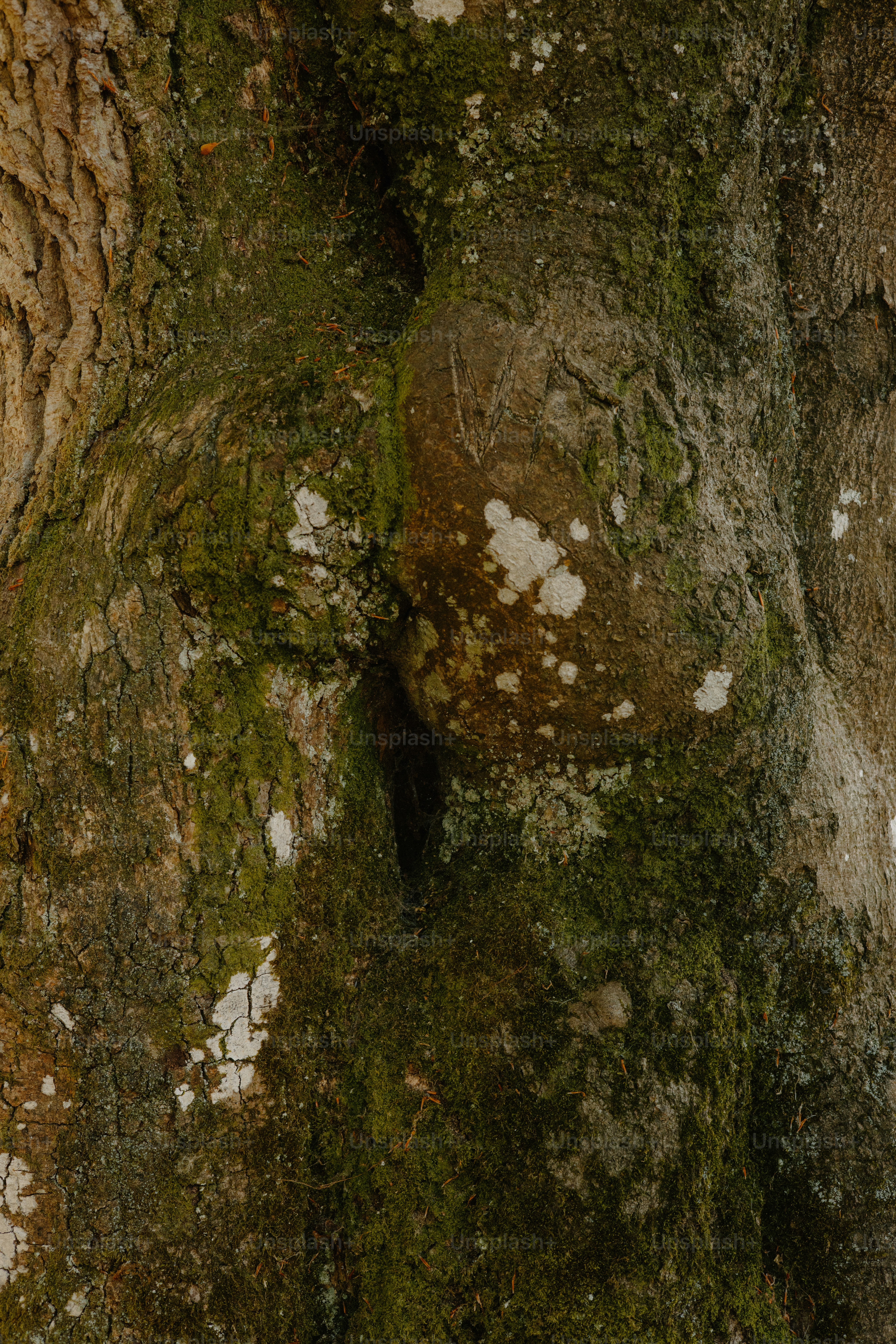Close-up of moss and lichen on tree bark