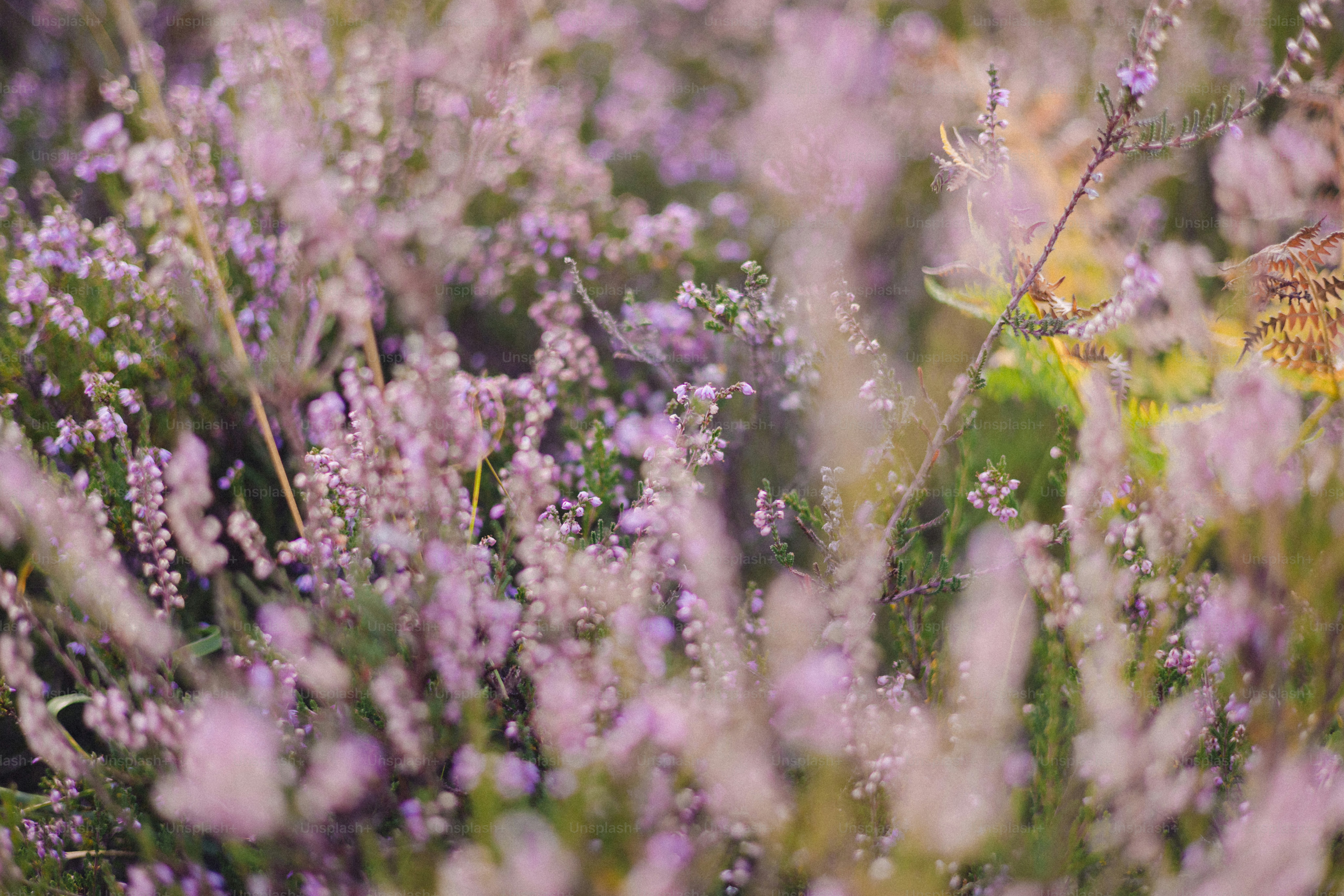 Feld mit zarten violetten Wildblumen in Blüte