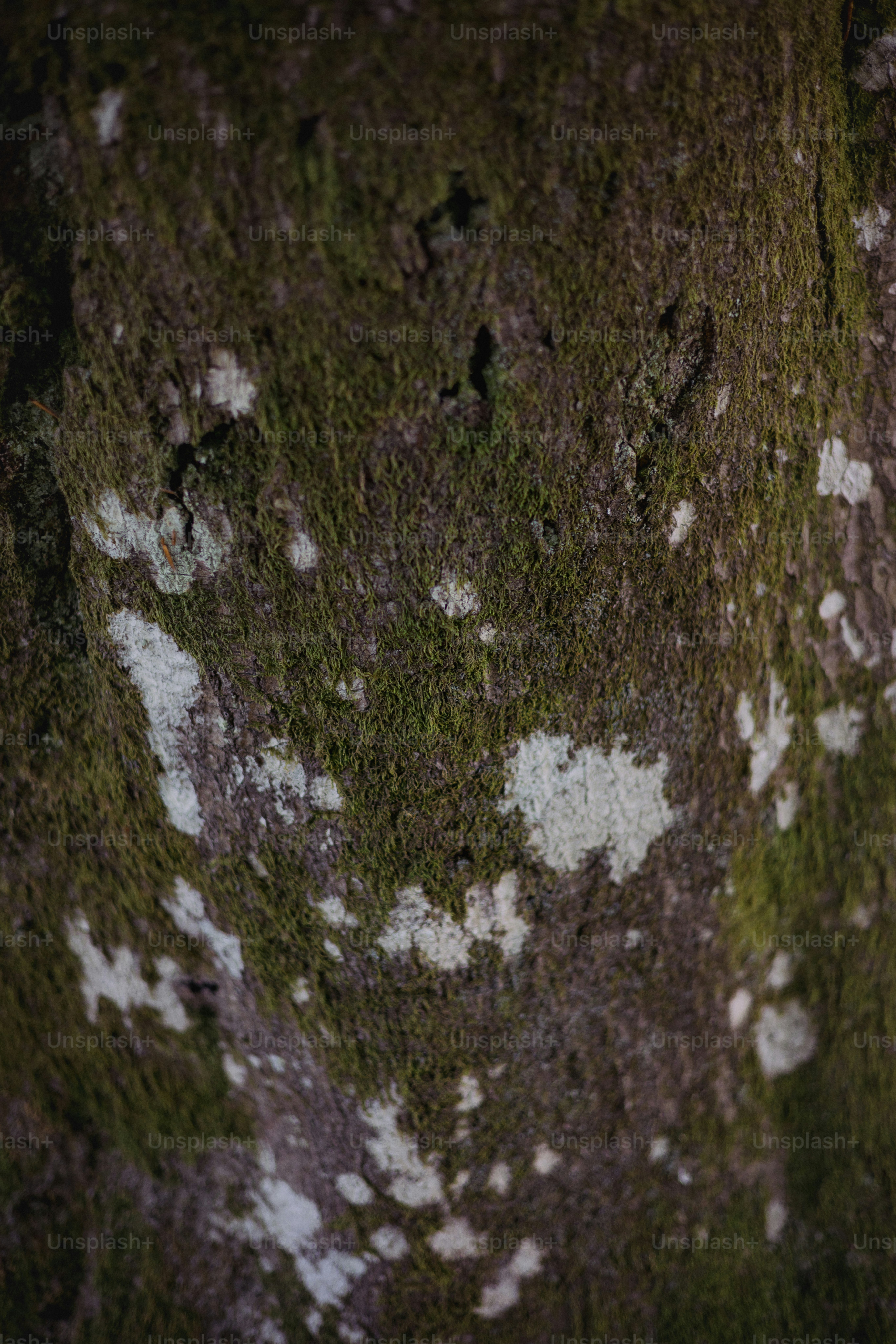 Close-up of moss and lichen on tree bark