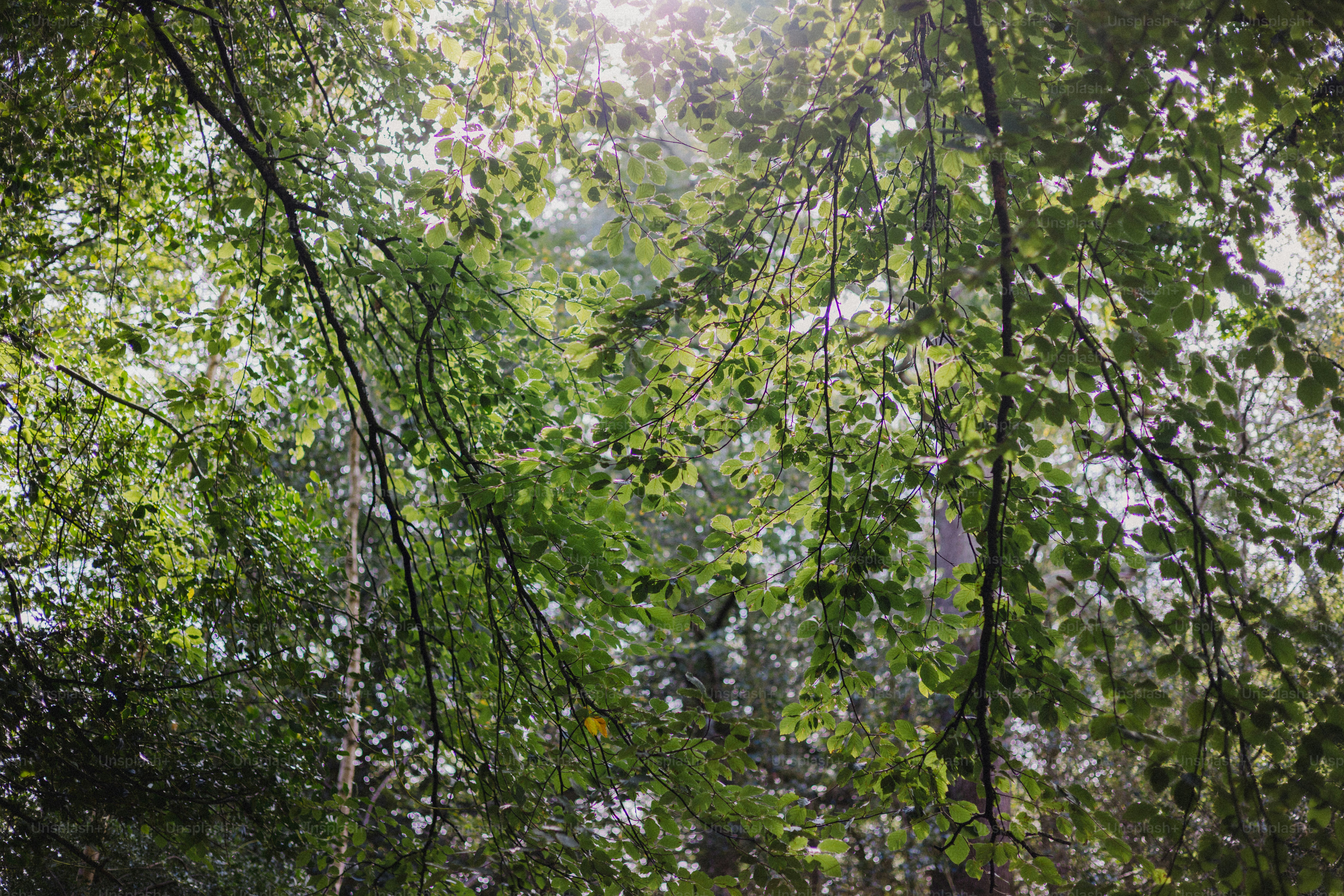 Sunlight filtering through green forest leaves