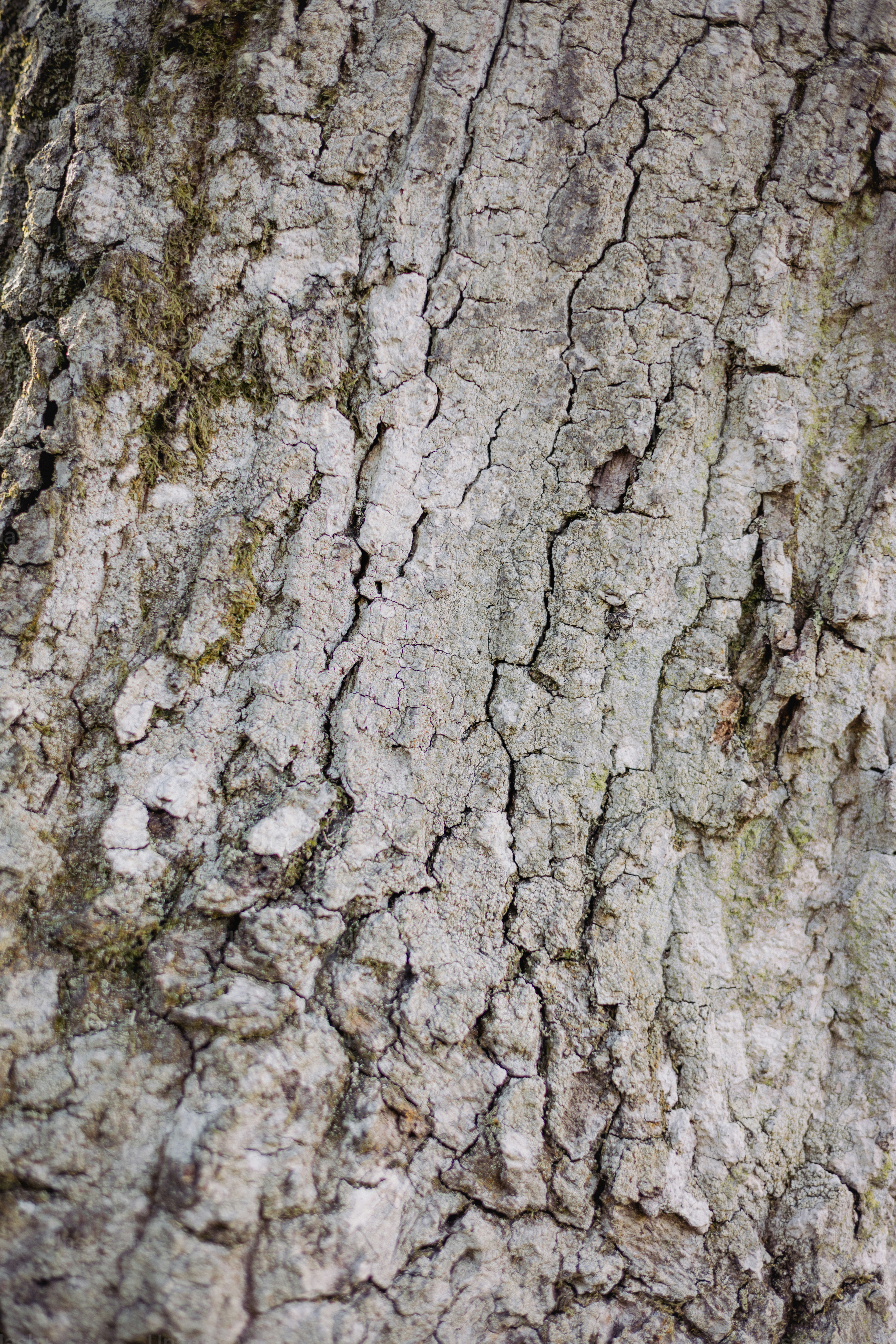 Close-up texture of rough tree bark photo – Background Image on Unsplash