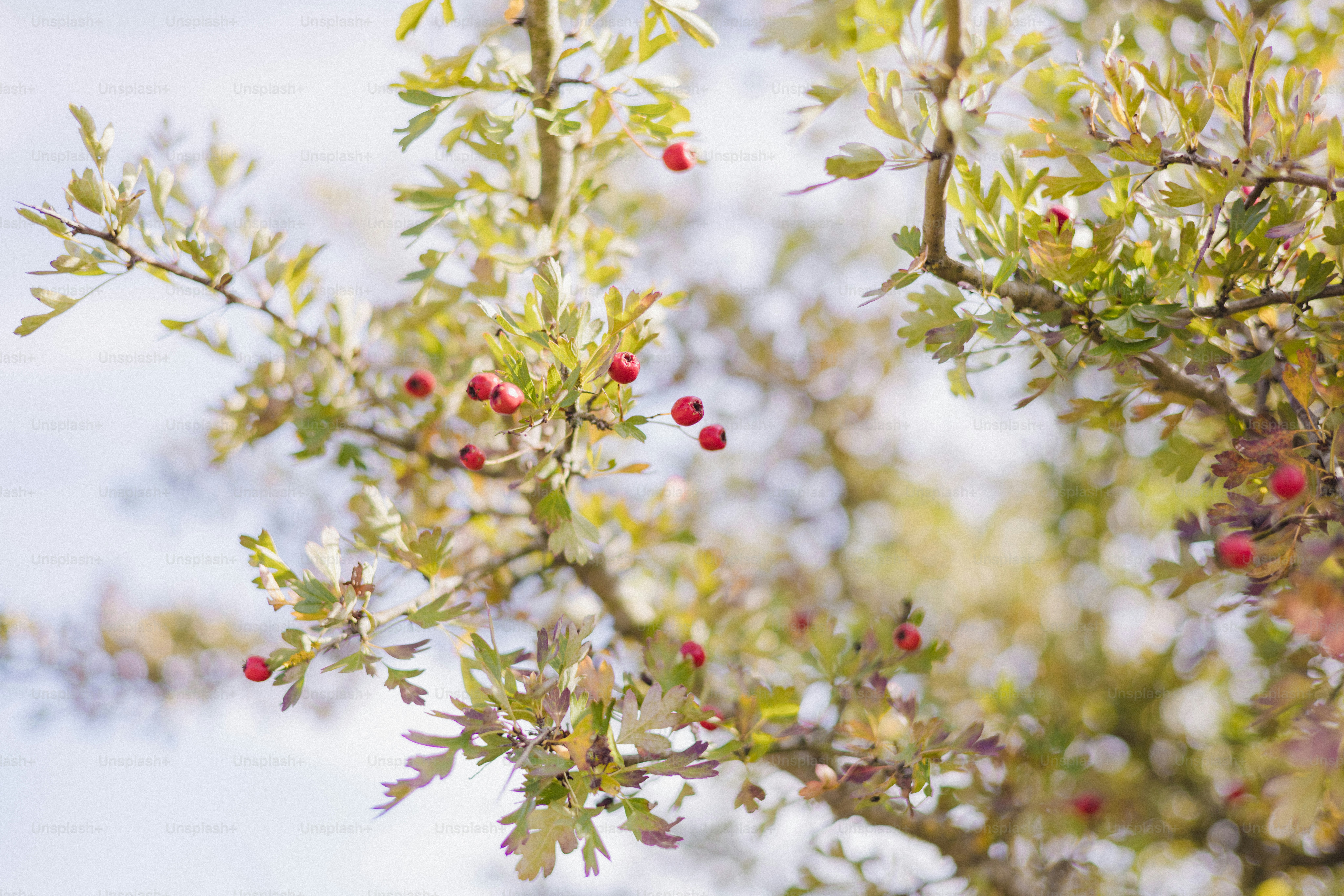 Hawthorn berries on a tree branch in autumn