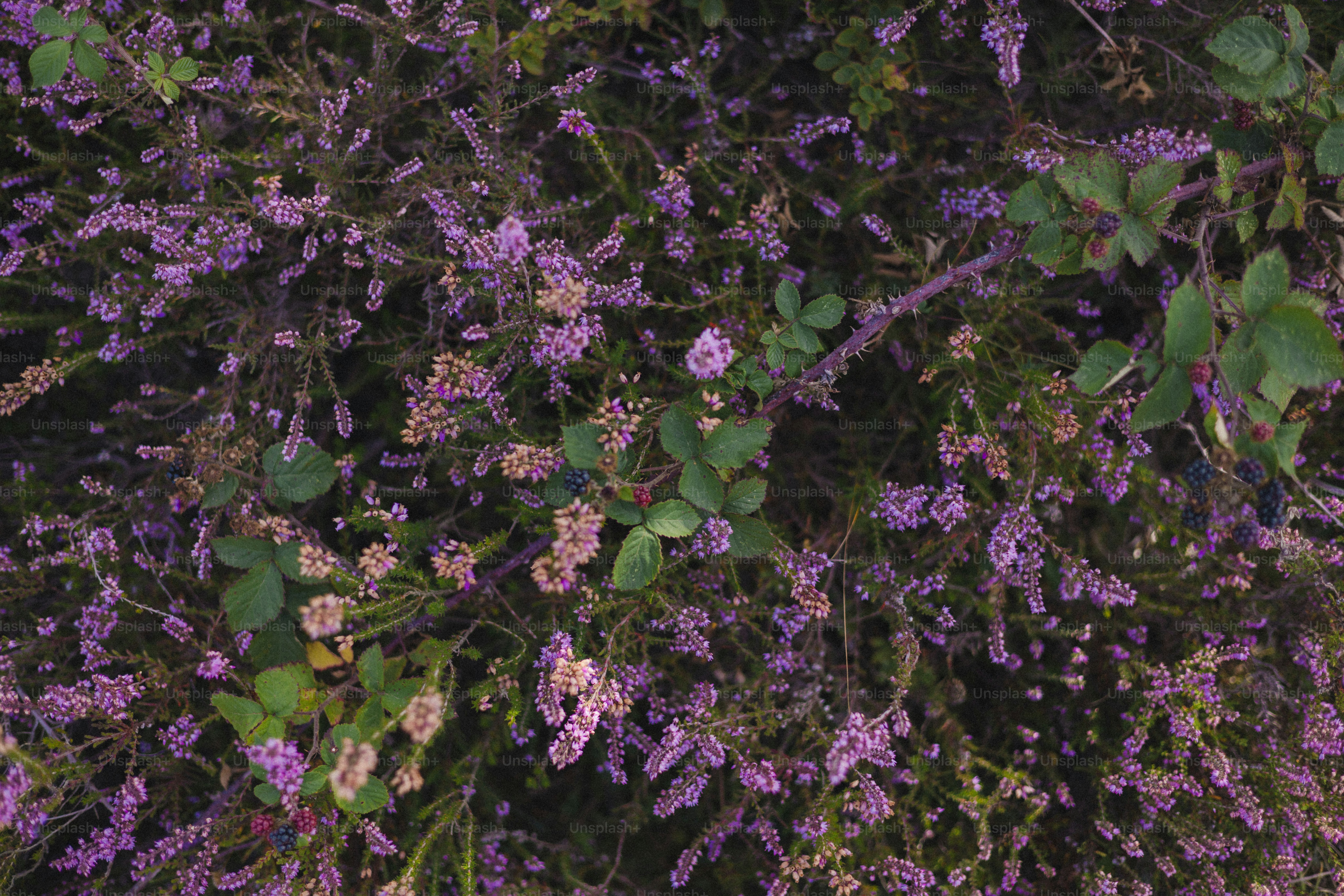 As glicínias roxas florescem abundantemente em uma treliça. foto – Imagem  grátis sobre Flor na Unsplash, image size:3000x2001