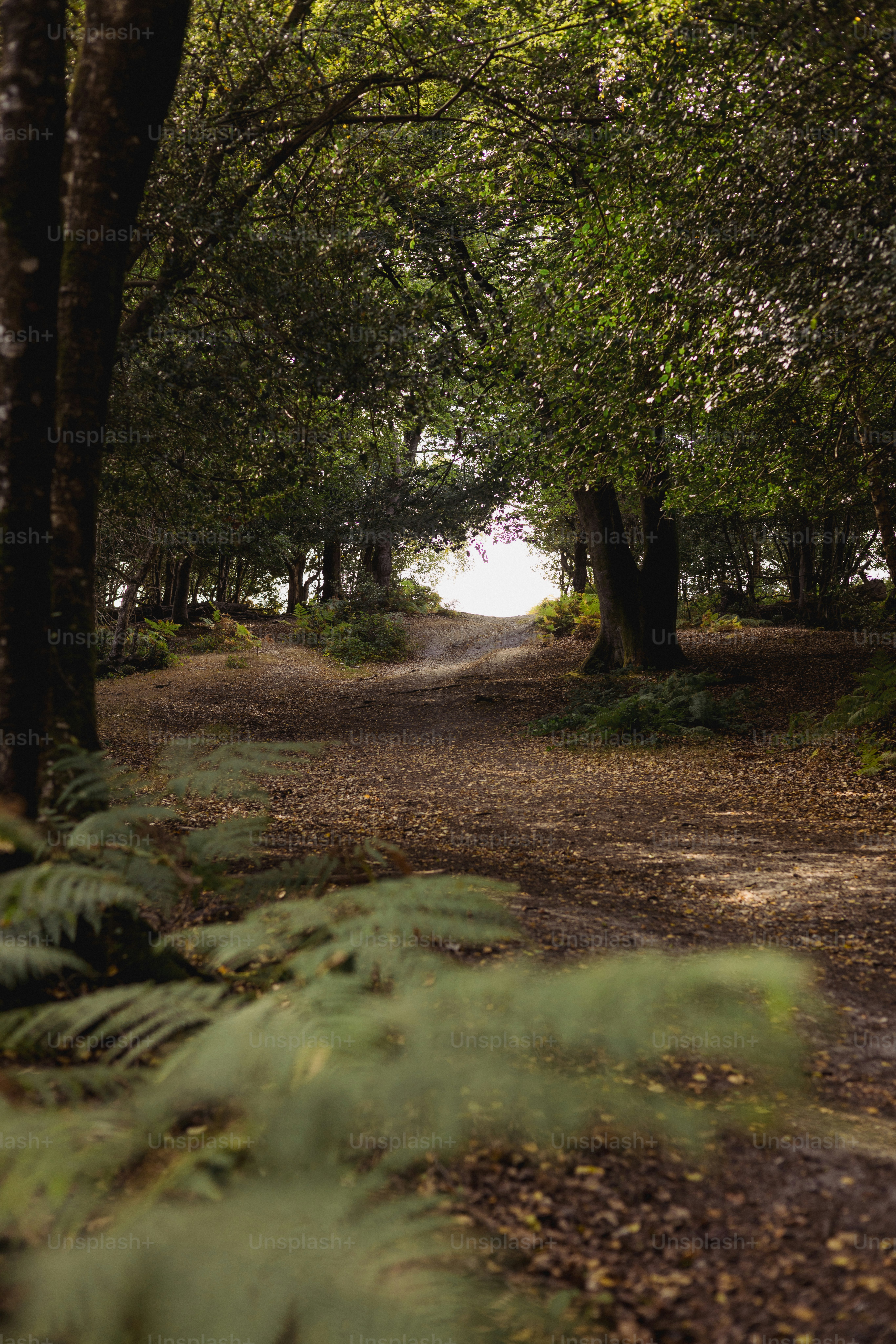 Un camino a través de un bosque iluminado por el sol con helechos.