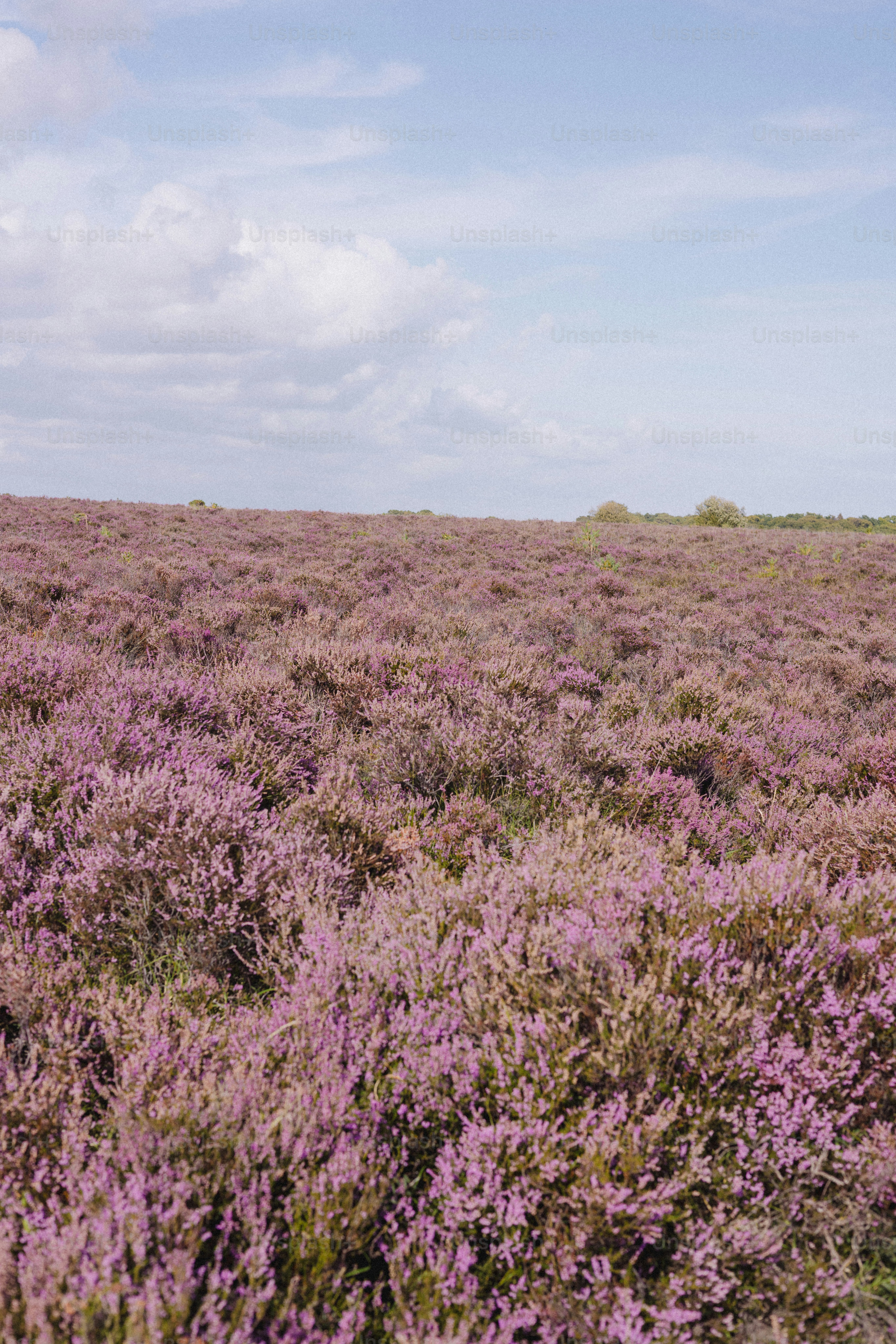 Vast field of blooming purple heather under a cloudy sky photo 