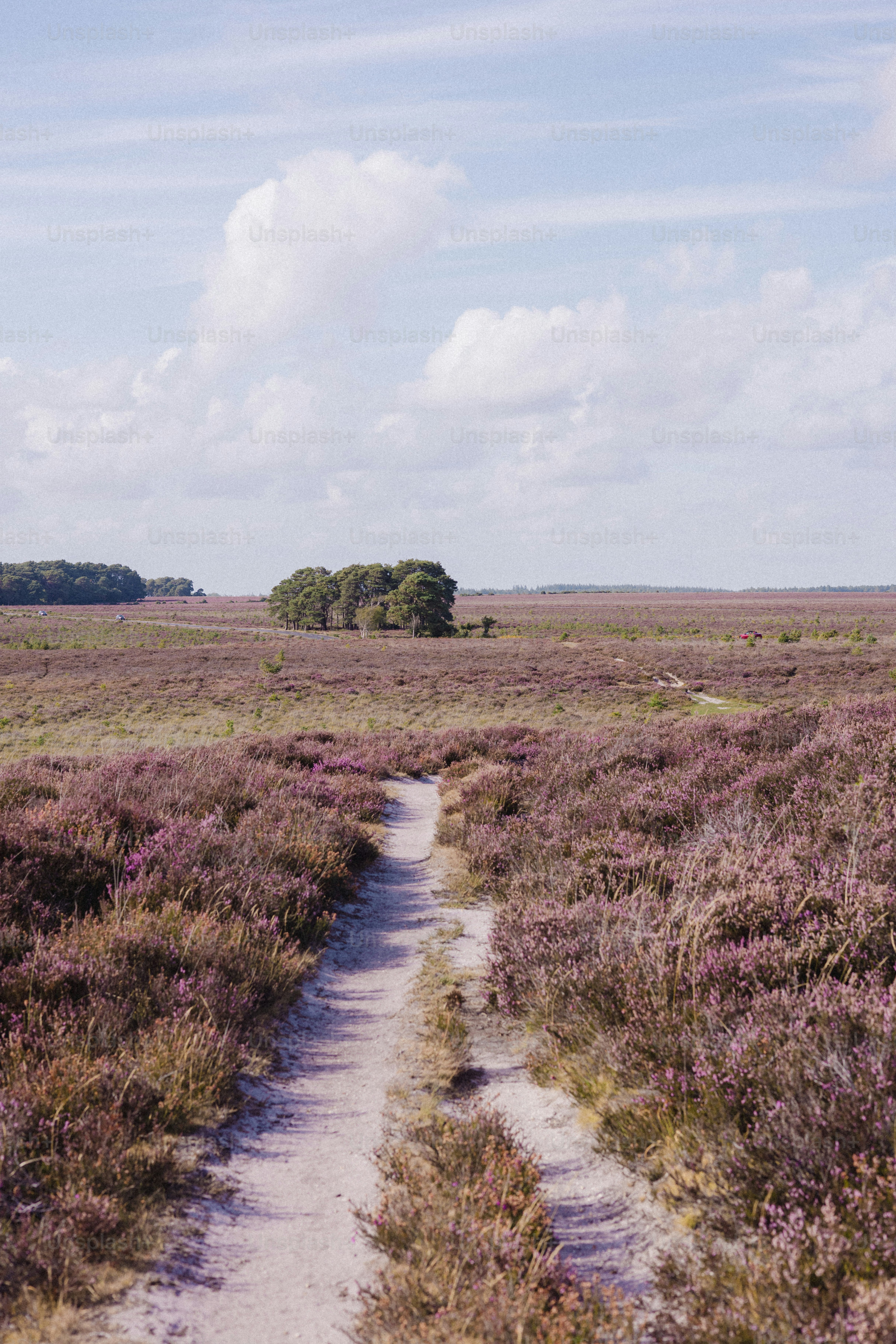 Dirt path through blooming purple heather field