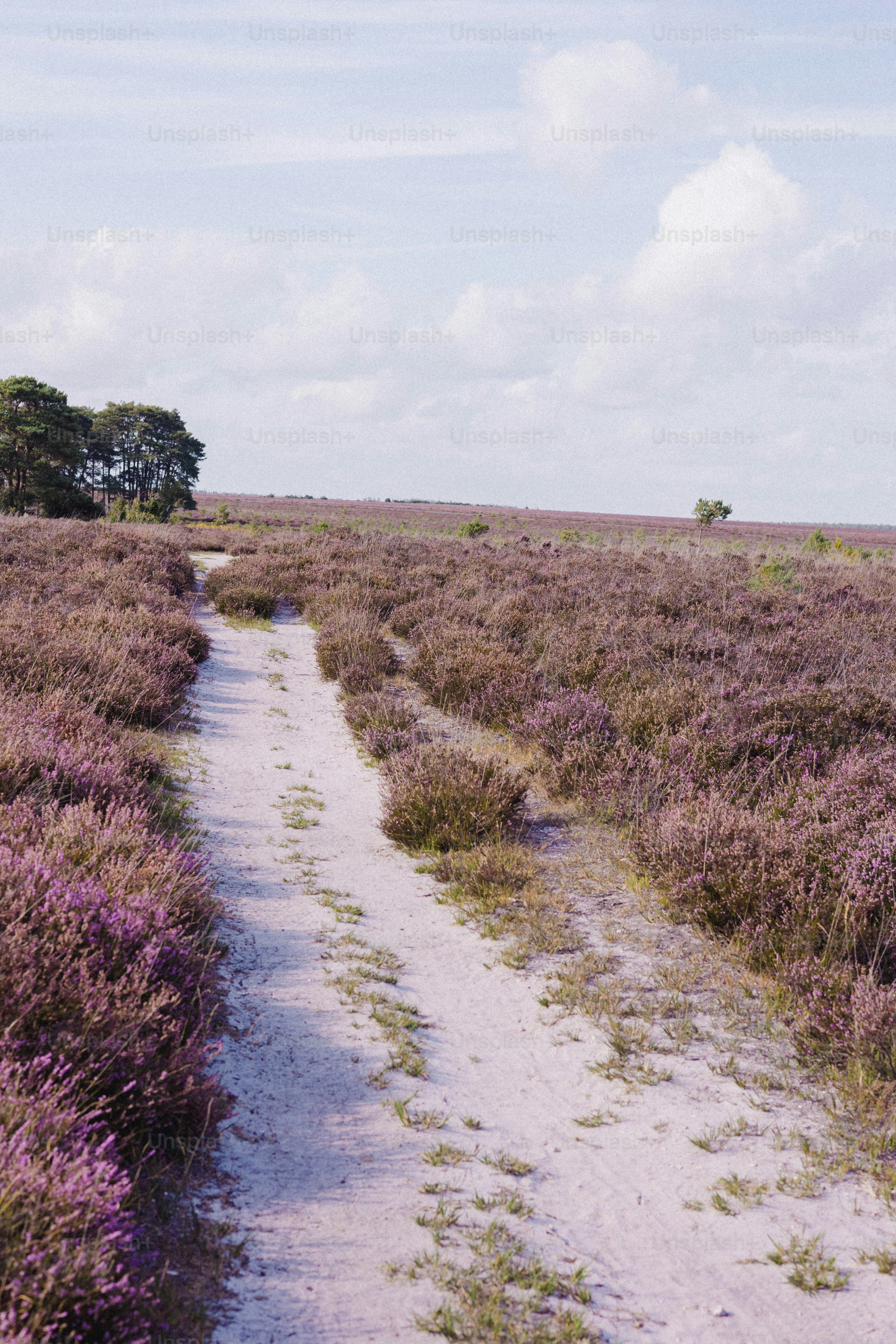 Jalan berpasir melalui ladang heather yang mekar di bawah langit.
