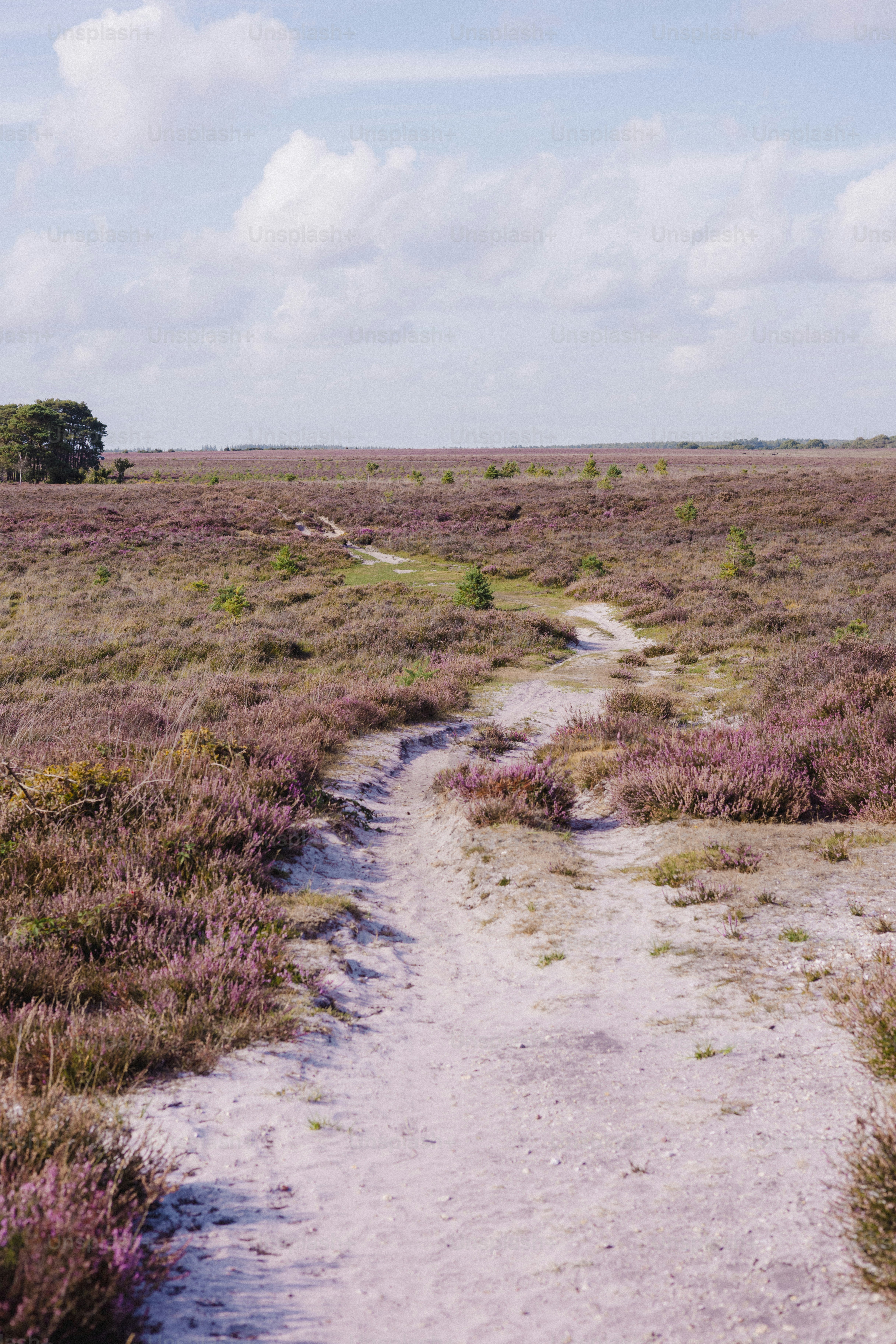 A dirt path winds through a field of purple heather.