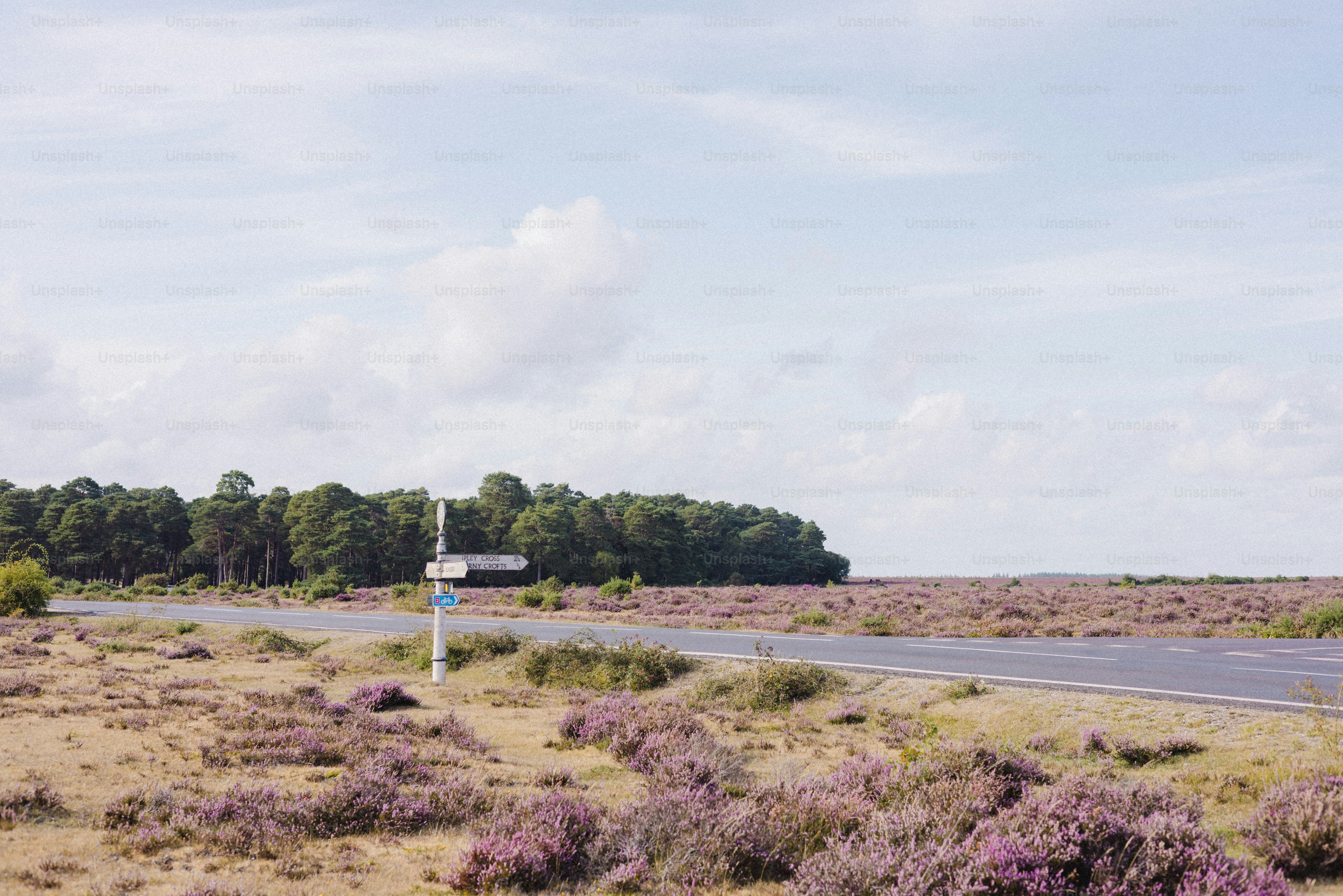 A road passes through a field of purple heather.