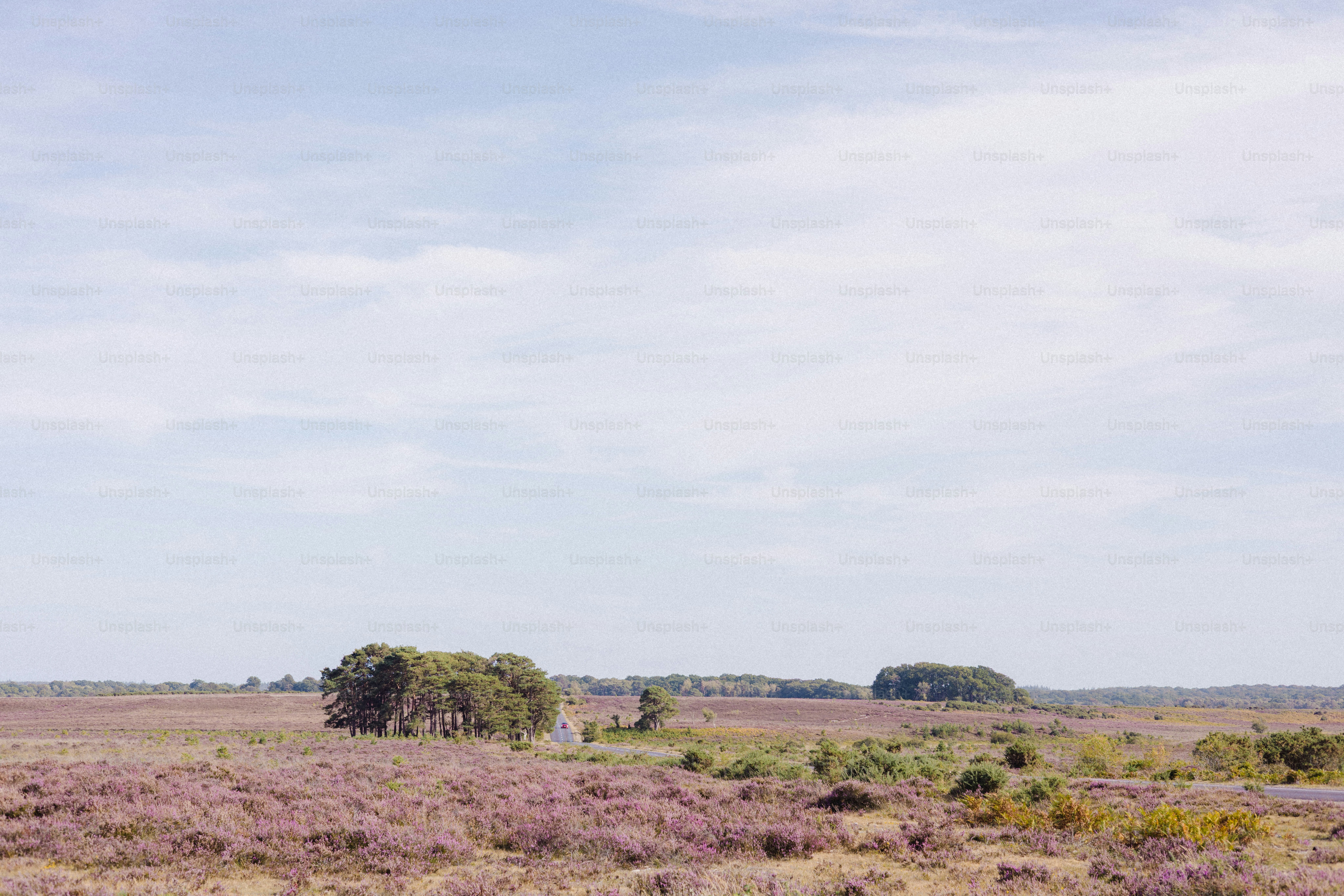 Expansive heathland with scattered trees under a cloudy sky