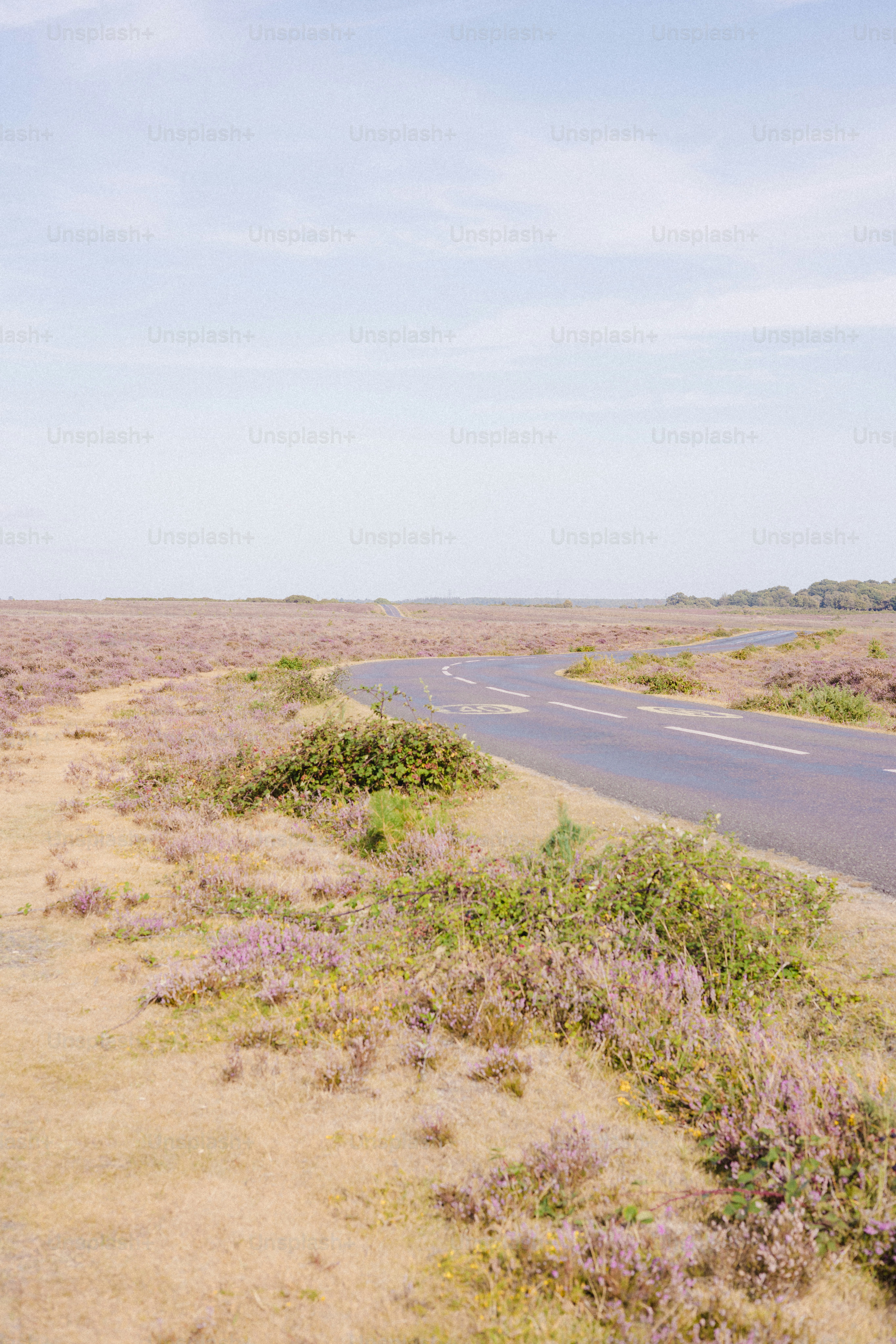 A winding road through a field of purple heather.