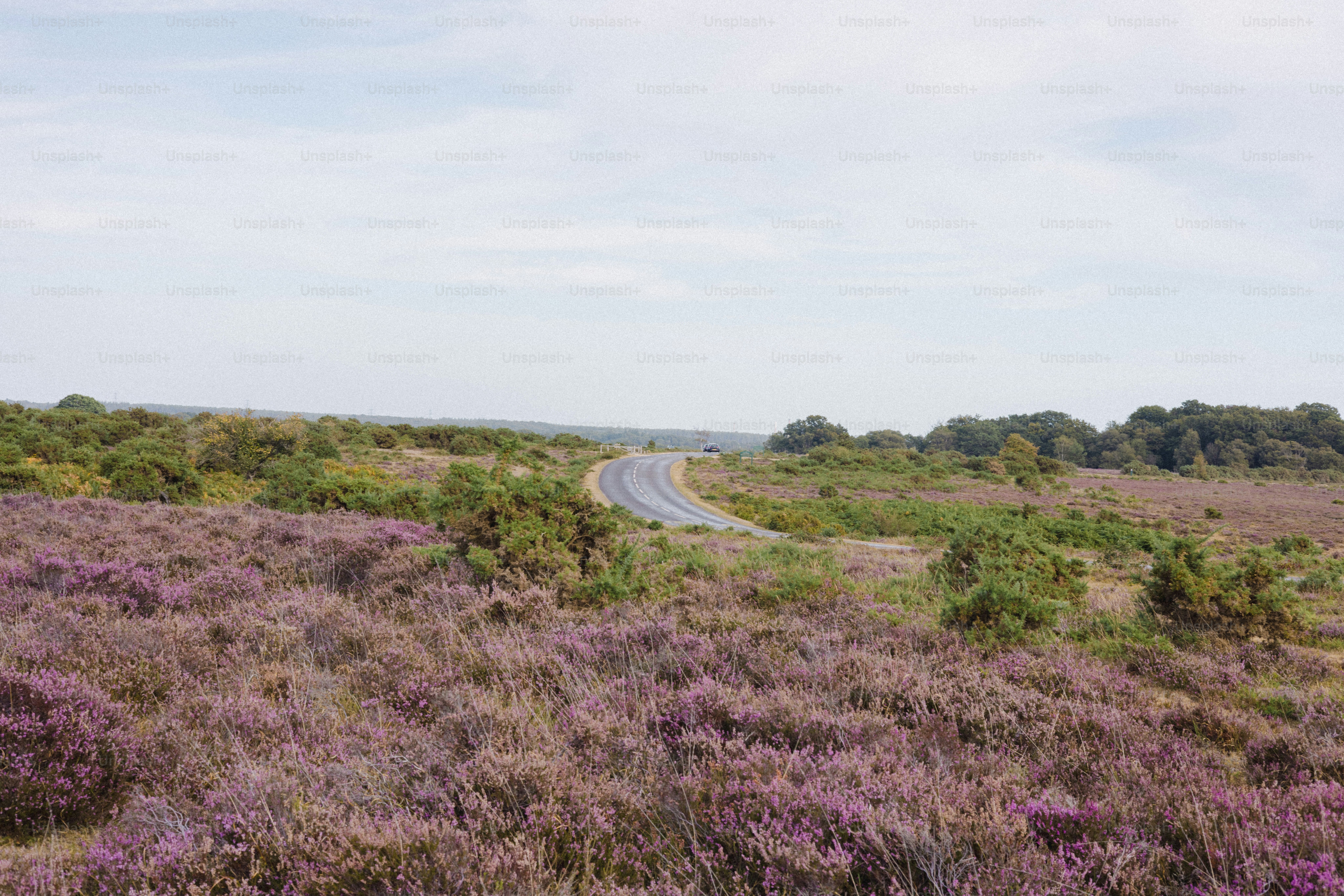Winding road through blooming heather fields and green trees.