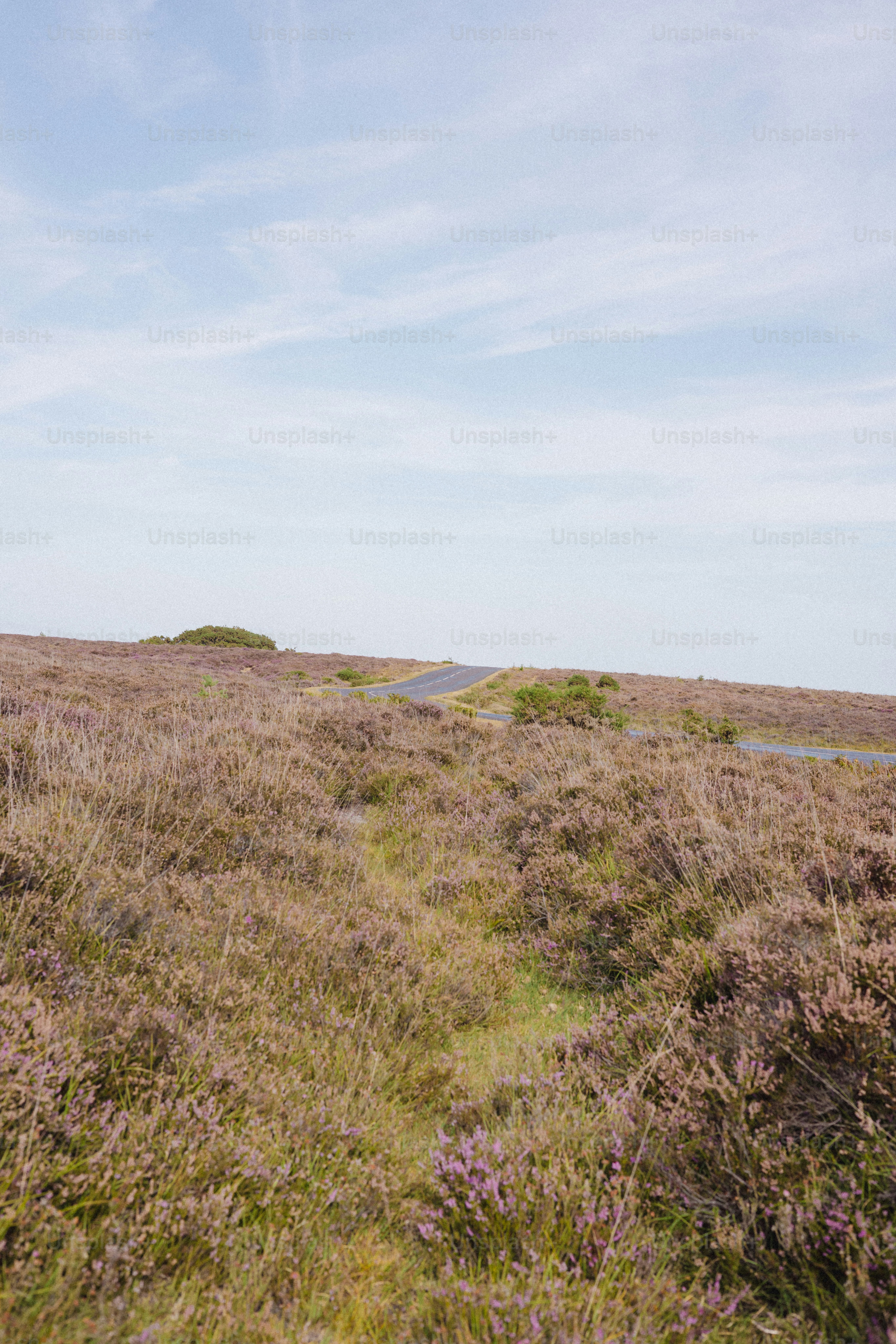 A winding road through a field of purple heather