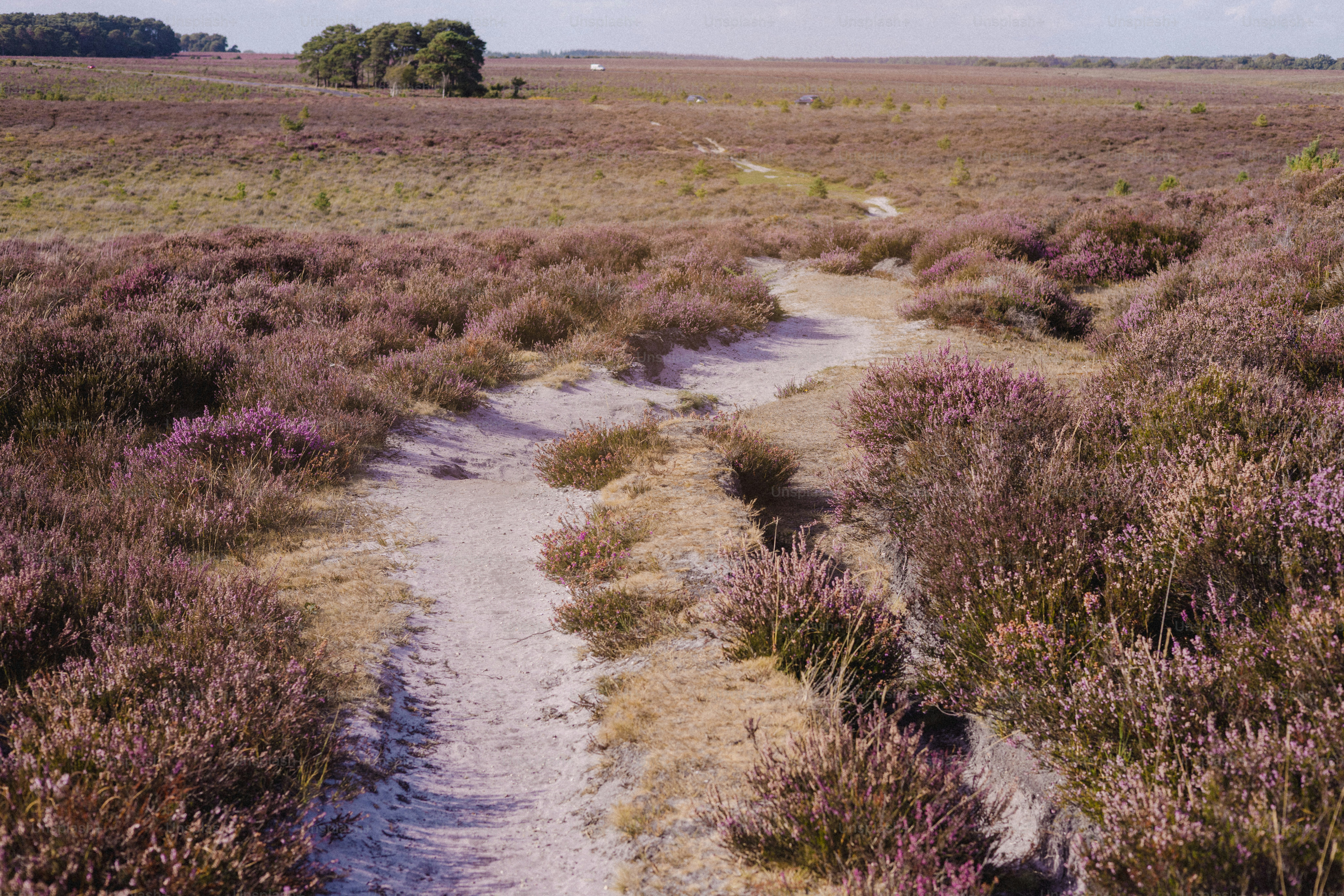 Jalan berpasir melalui ladang heather ungu yang mekar.