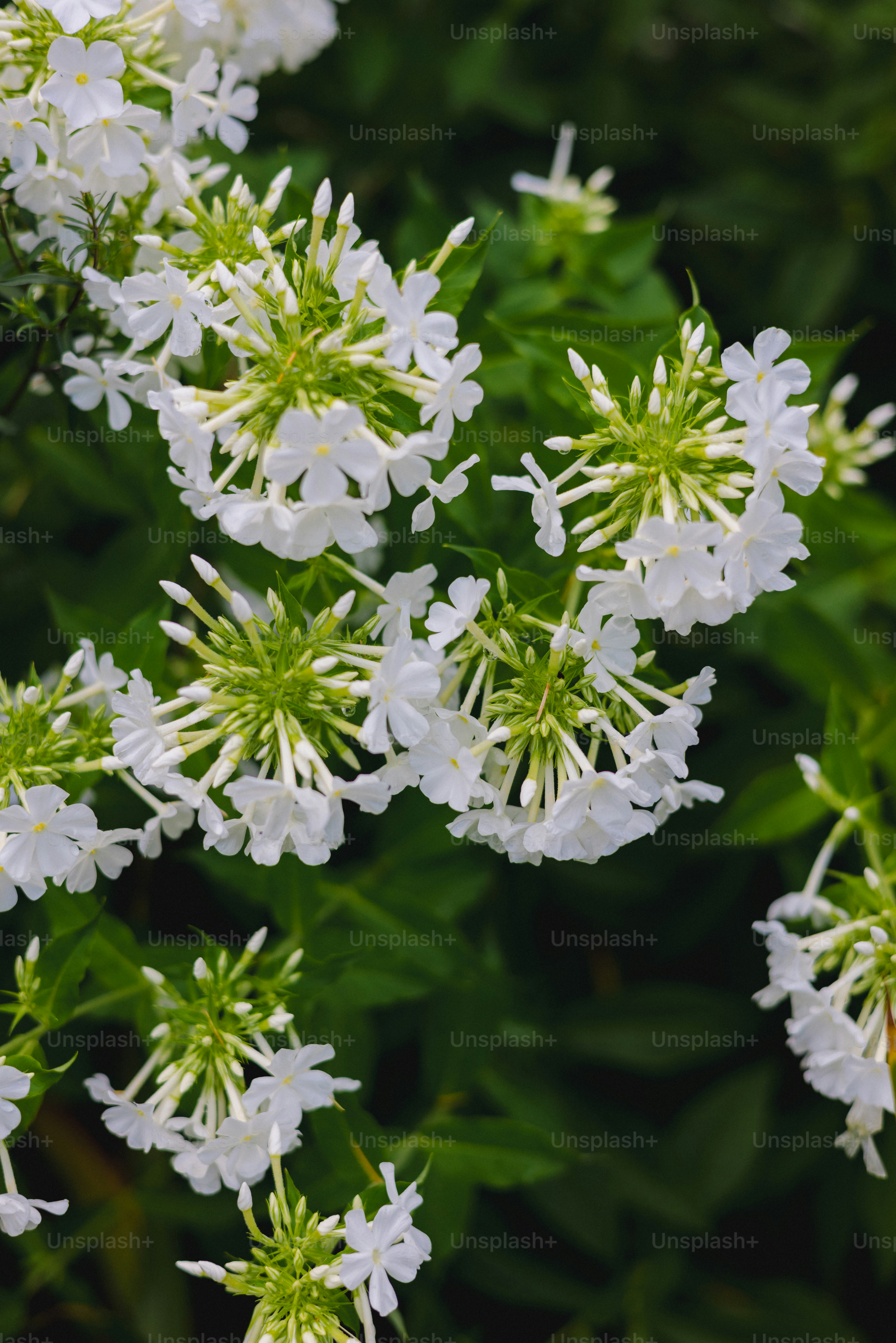Cachos de delicadas flores brancas florescem contra a folhagem verde