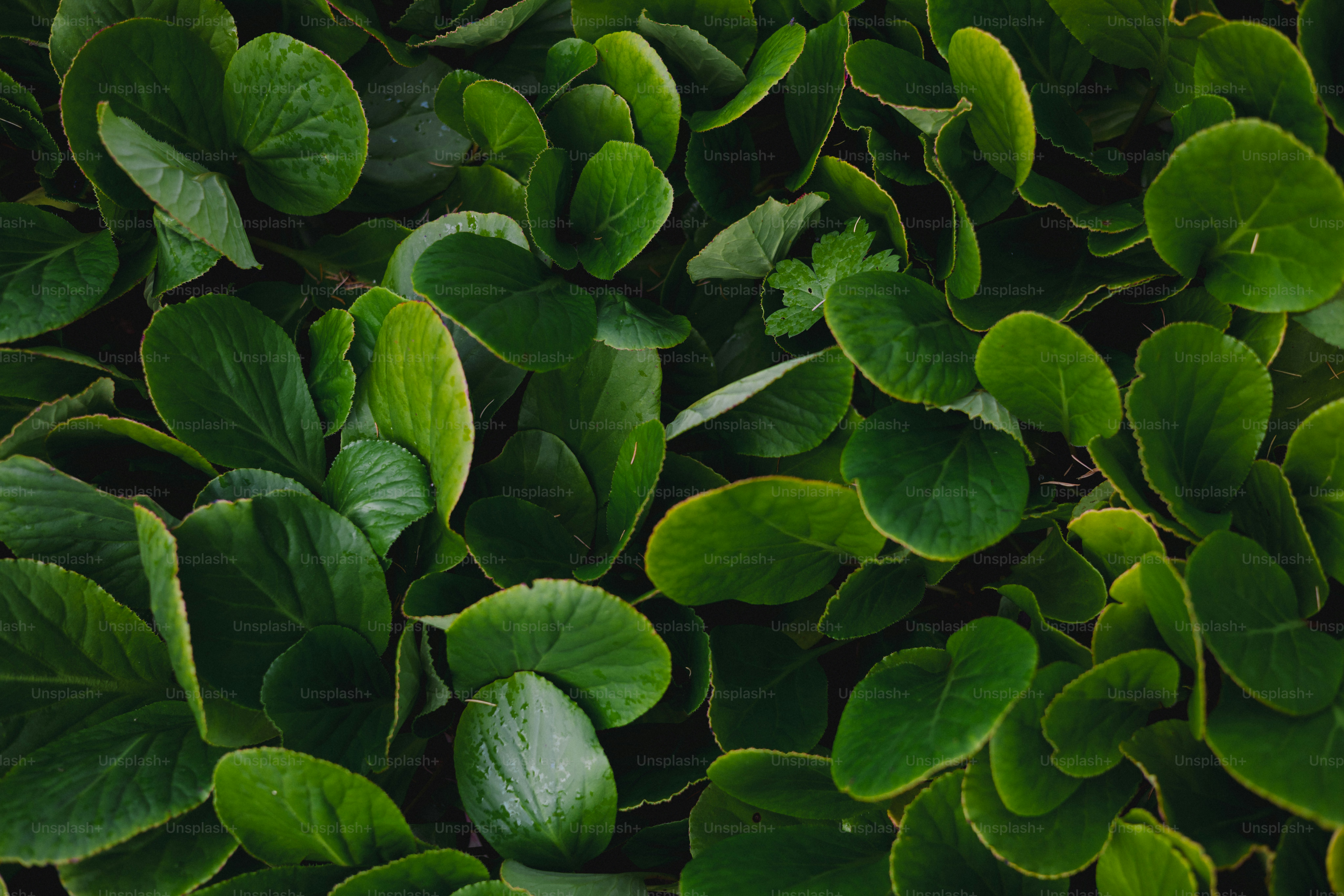 Close-up of lush green leaves in a garden photo – Green Image on Unsplash