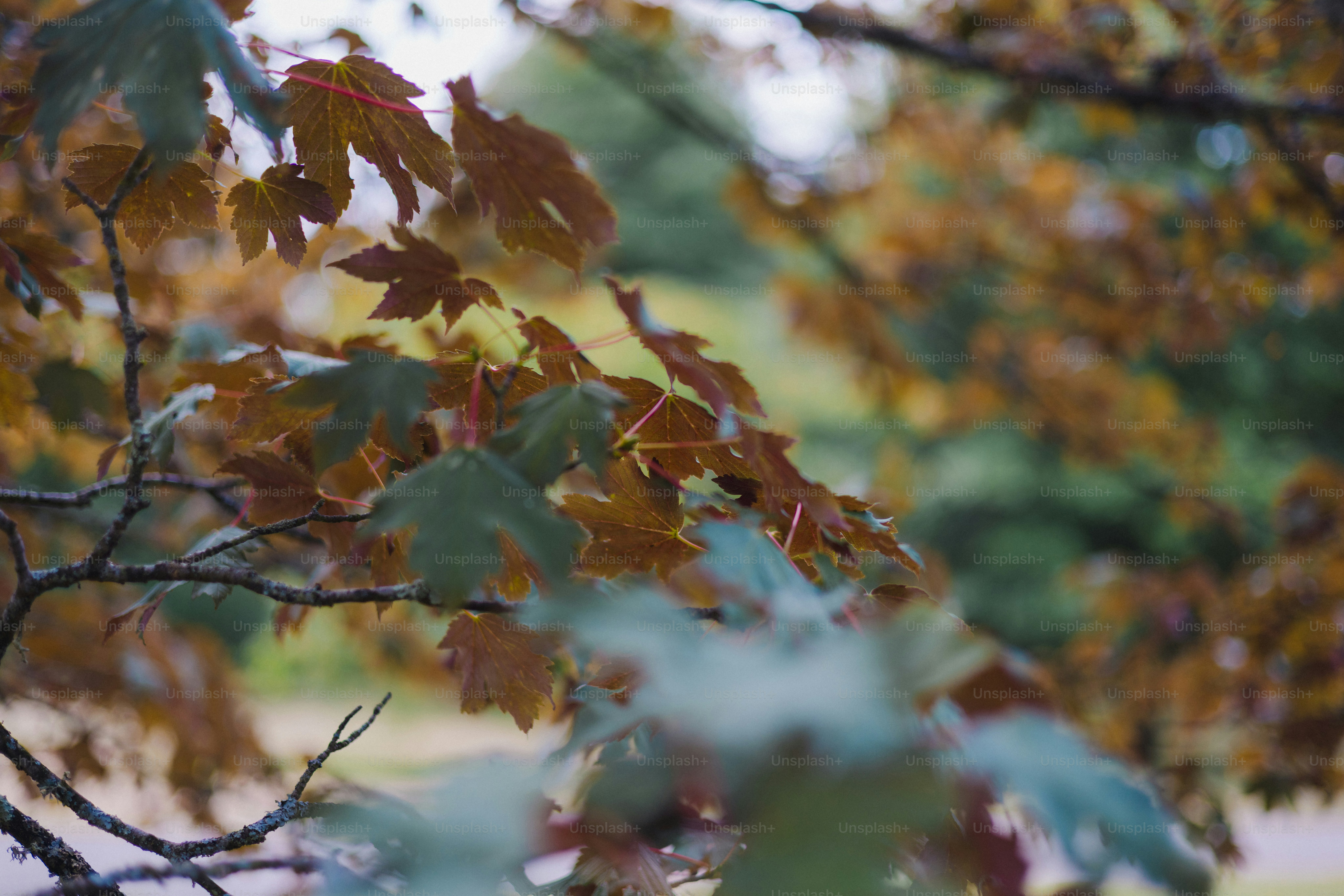 Feuilles d’automne sur une branche d’arbre