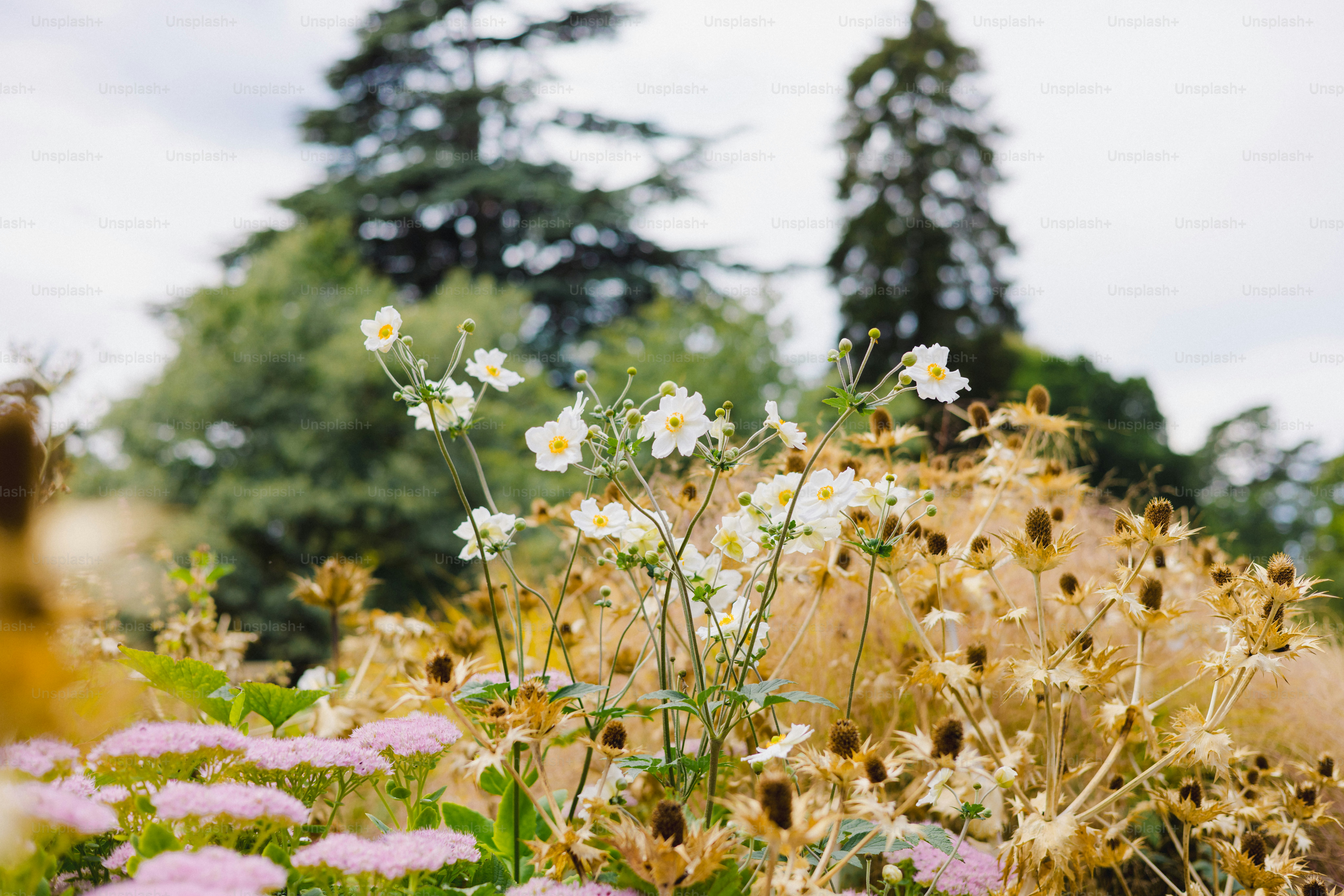 White flowers bloom in a garden with trees.