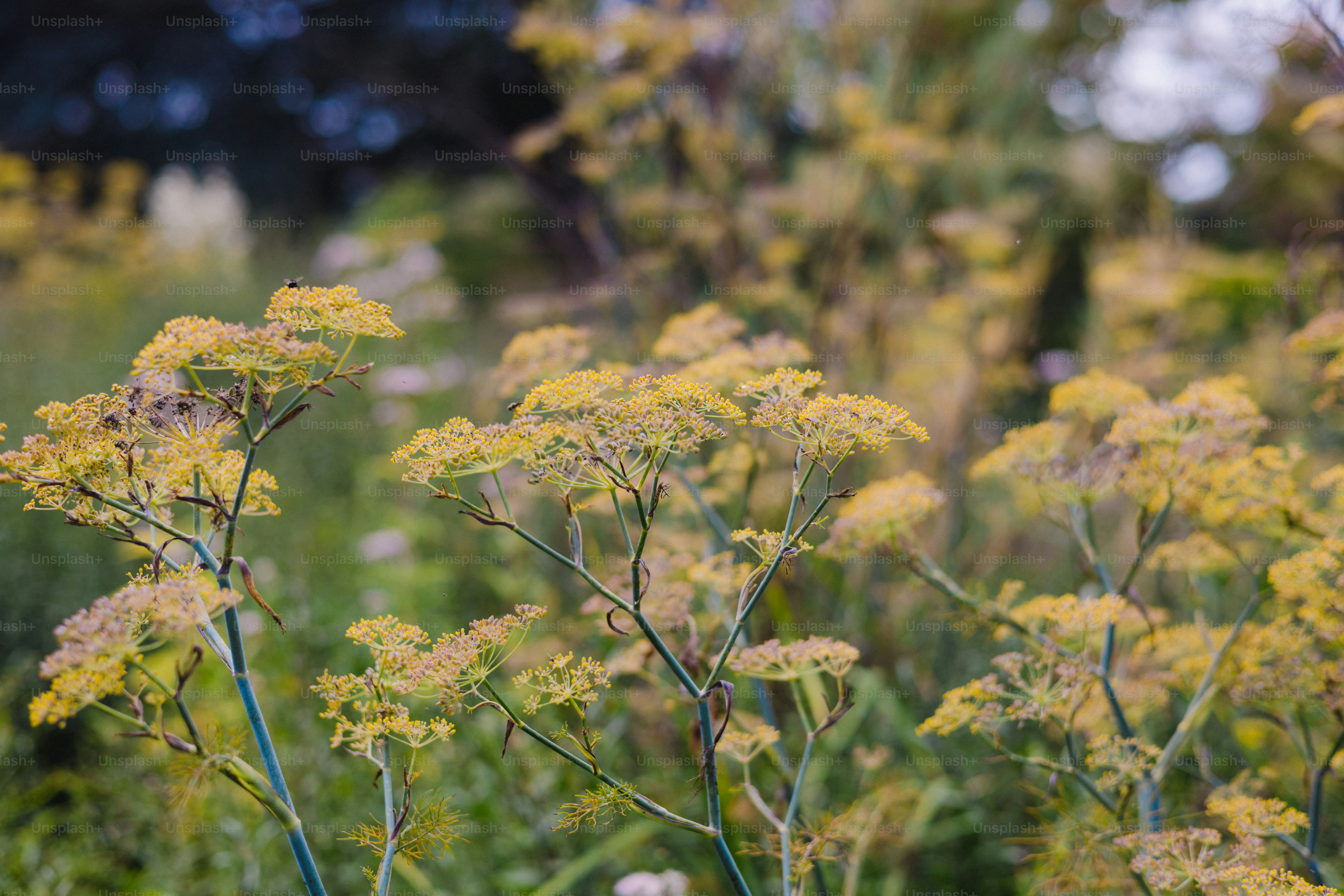 Delicate yellow wildflowers bloom in a soft focus garden.