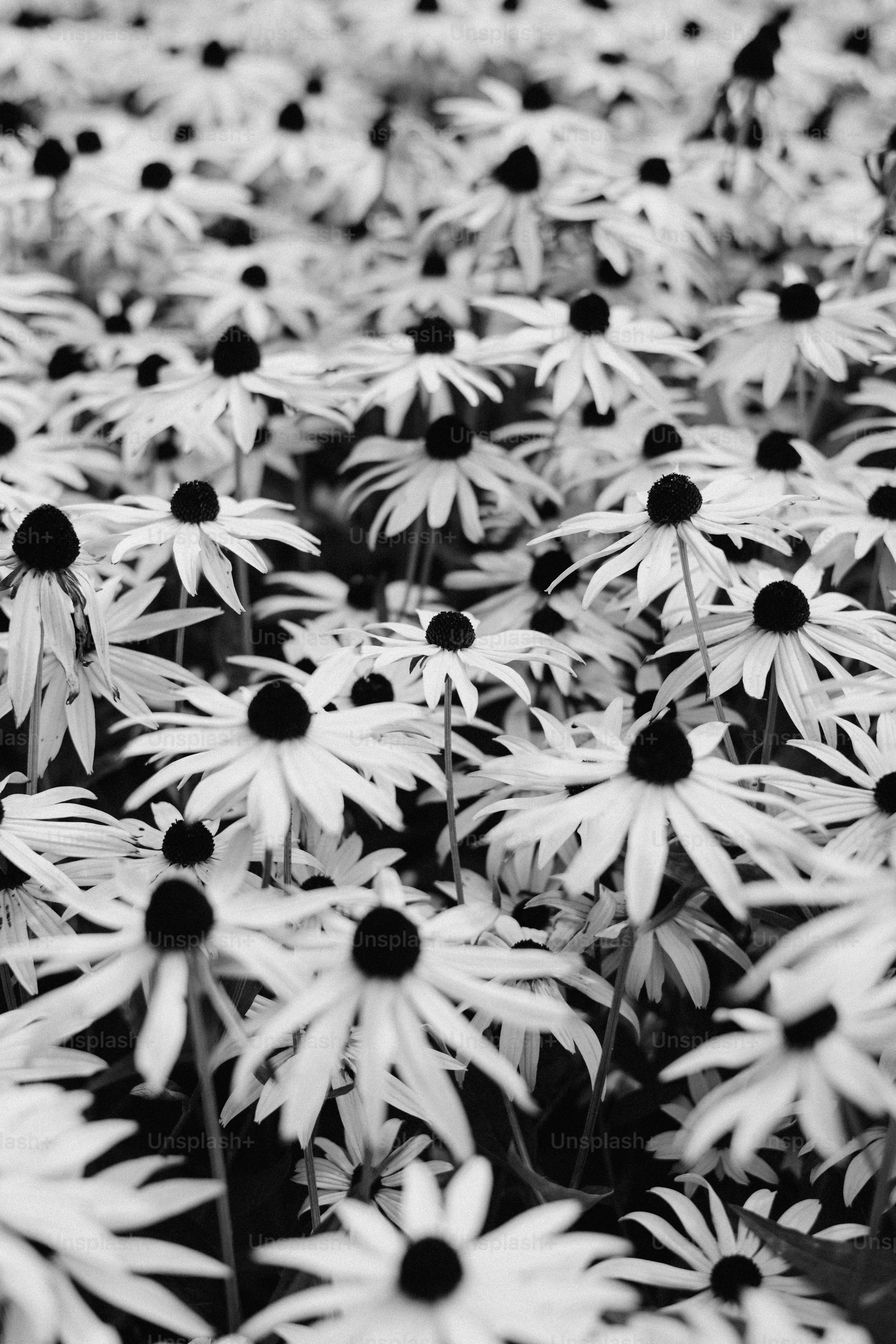 Field of black-eyed susan flowers in bloom