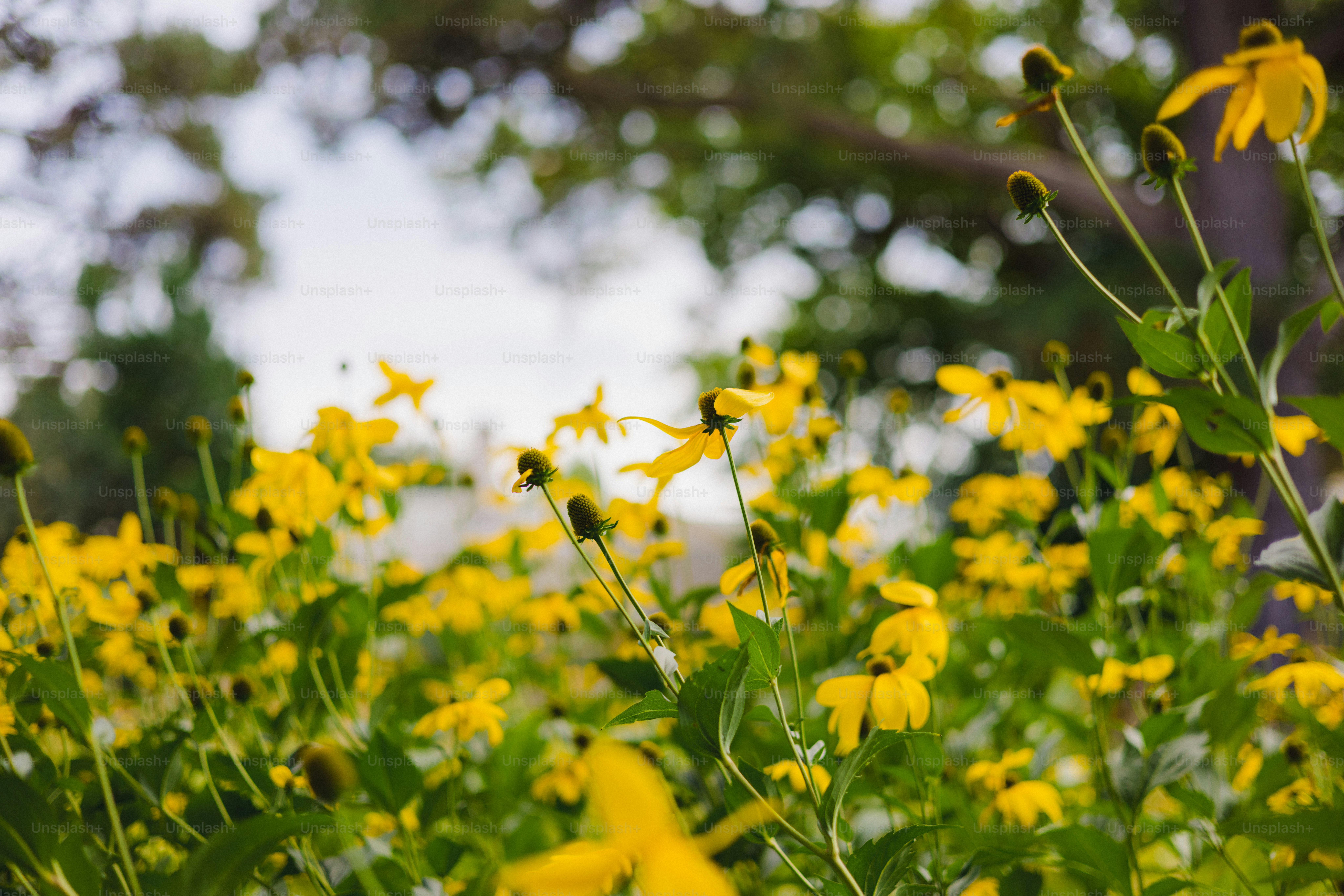 Field of yellow wildflowers in soft focus