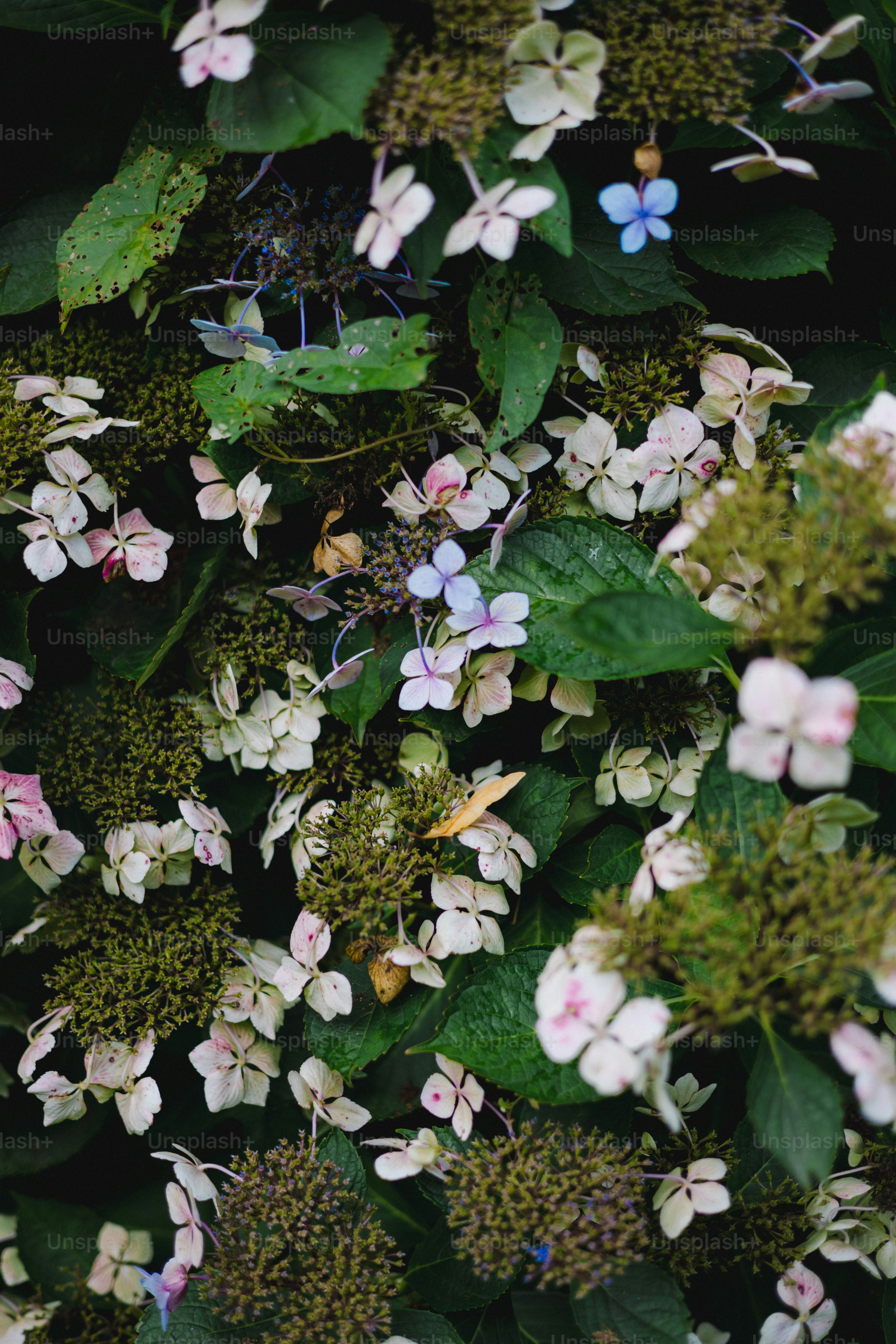 Delicate white and pink hydrangea flowers bloom photo – Flowers Image ...