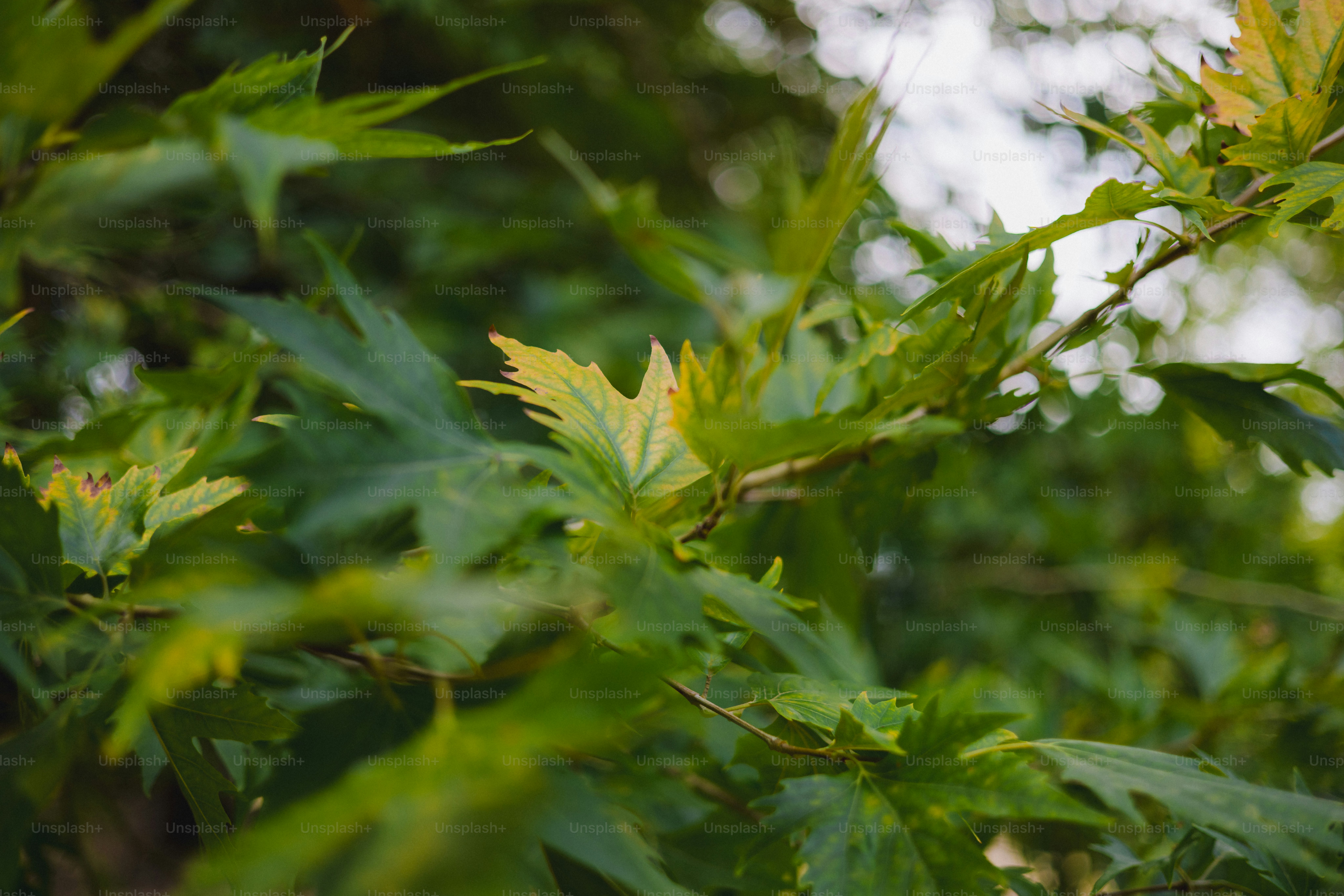 Foglie d'acero verde con la luce del sole che filtra