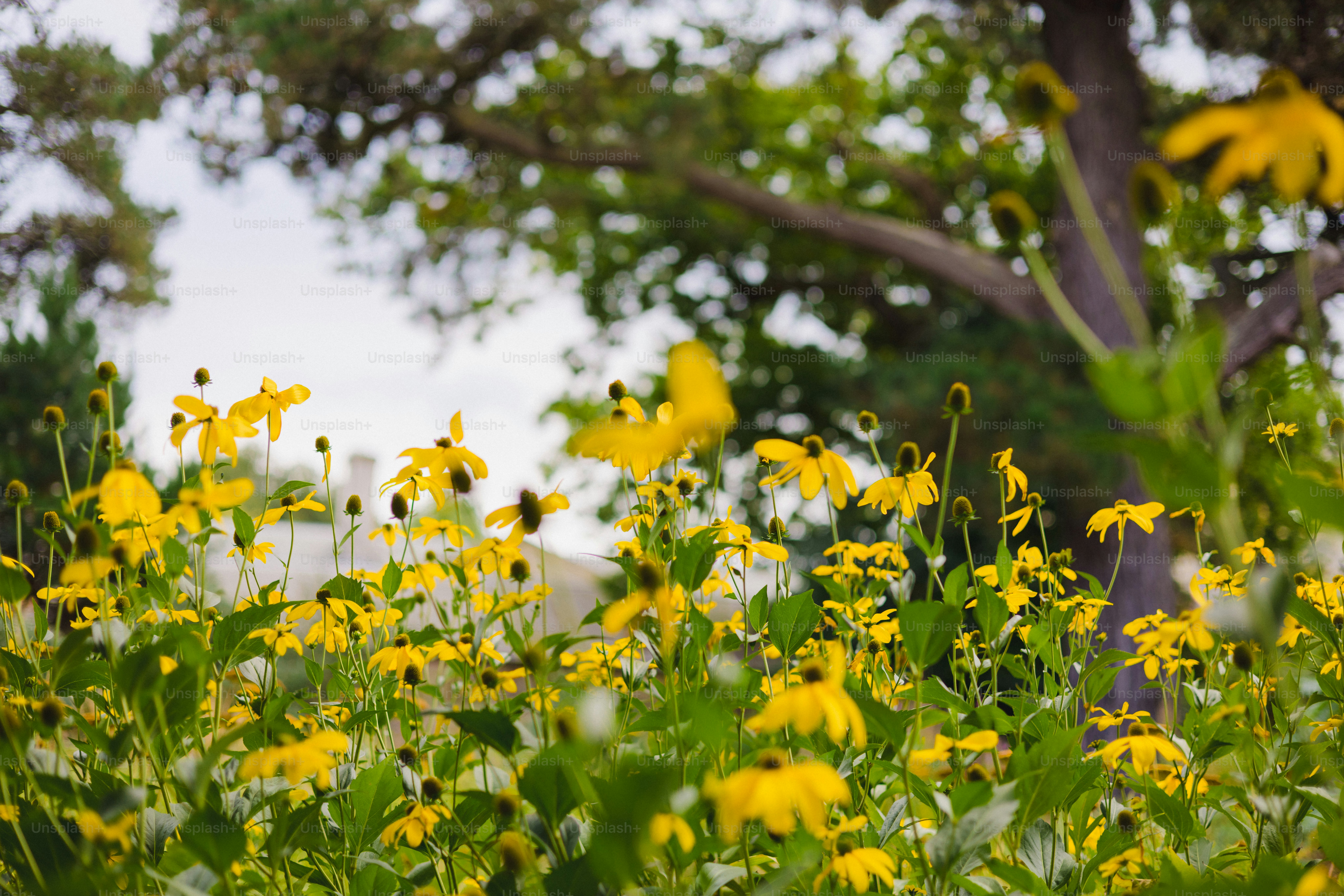 Field of yellow wildflowers with green foliage photo – Flowers Image on  Unsplash, image size:3000x2001